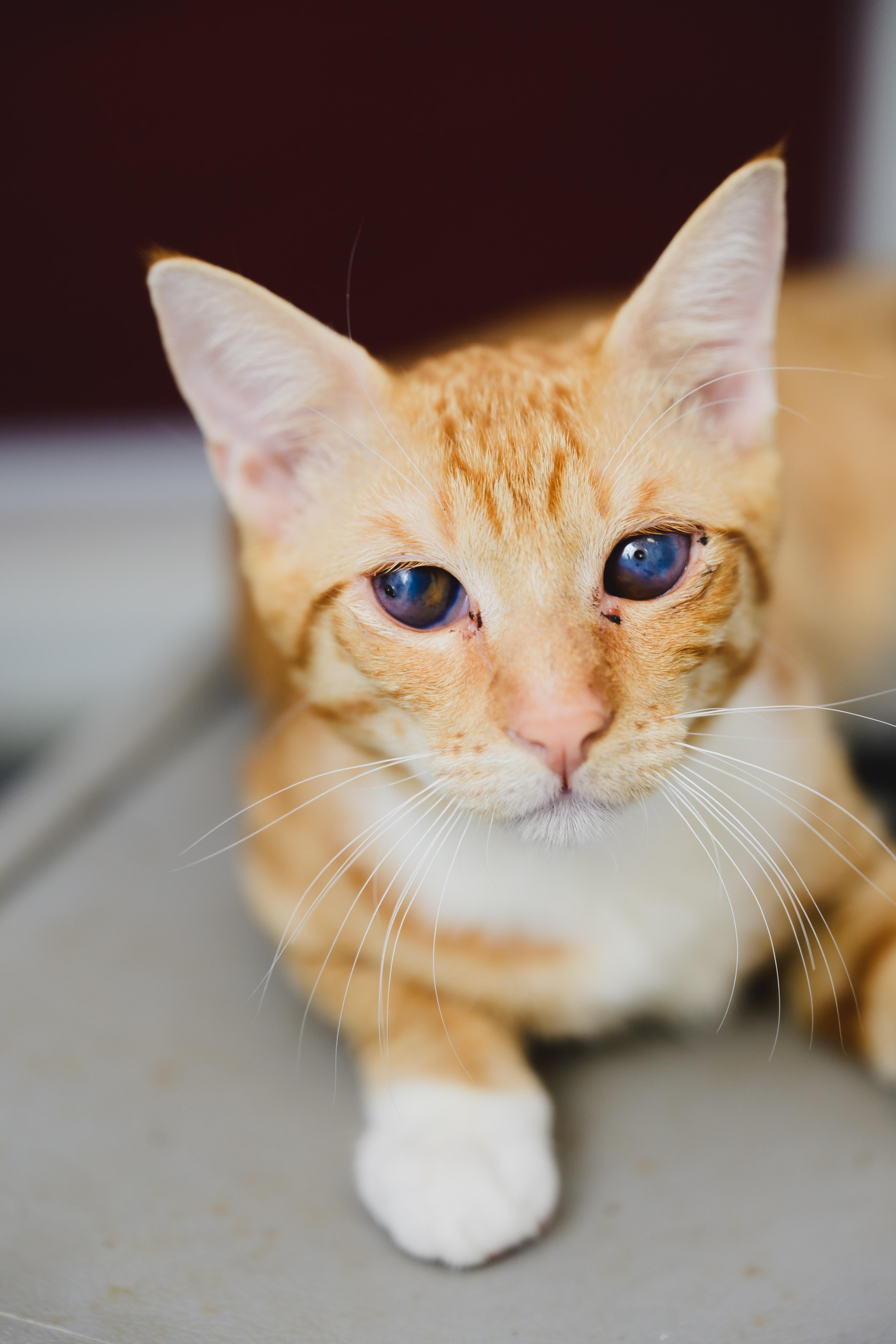 Rusty, Adoptable, Young Male Domestic Short Hair.