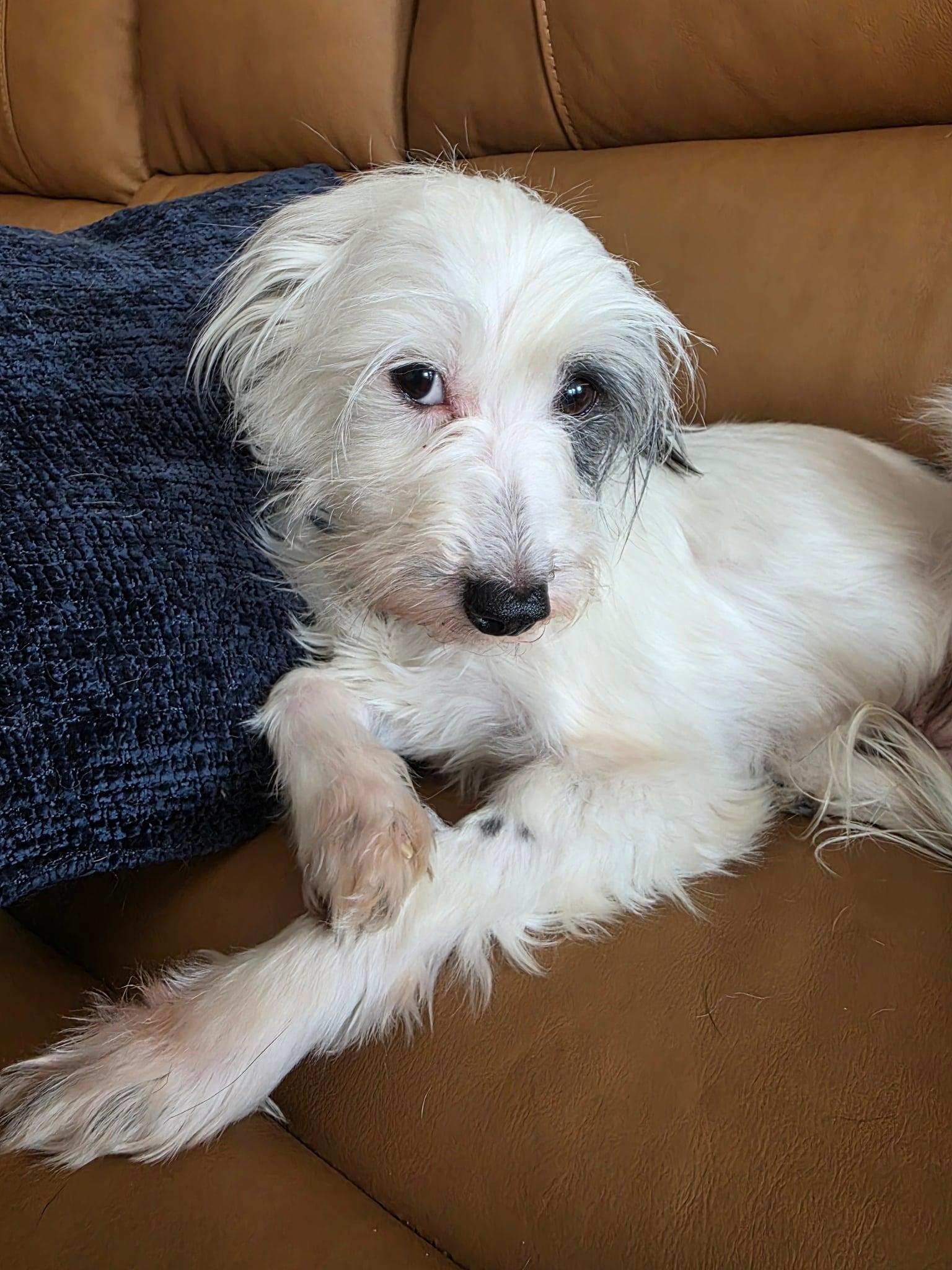 Chevy, ADOPTABLE, Adult Female Chinese Crested Dog.