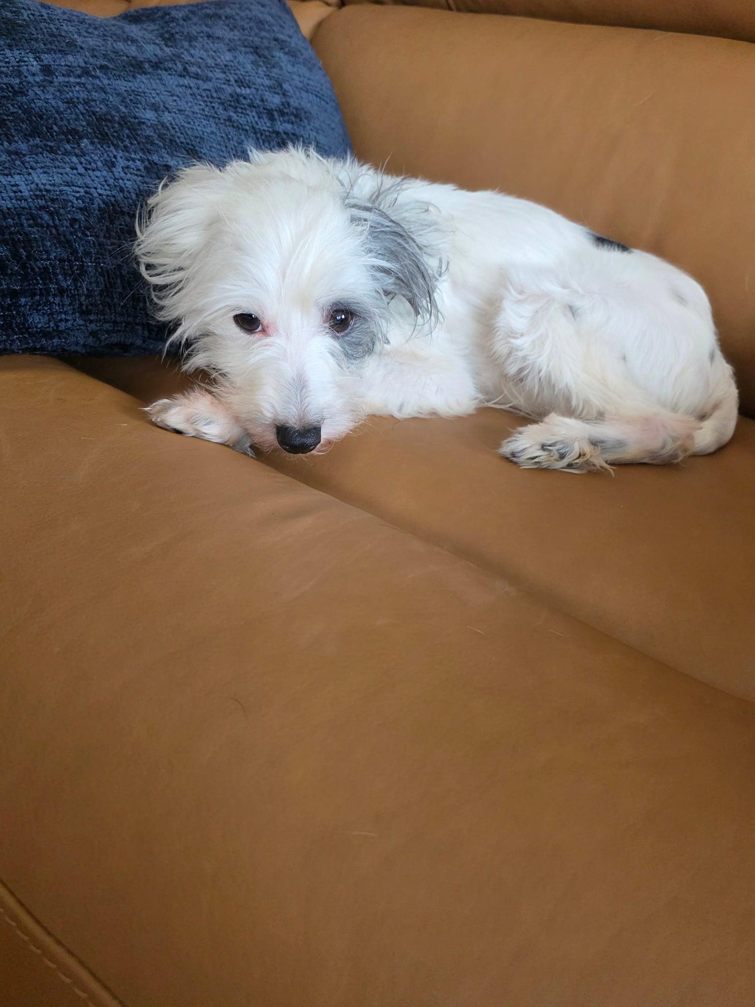 Enlarge Chevy, a ADOPTABLE Chinese Crested Dog in Calgary, AB image 2/3