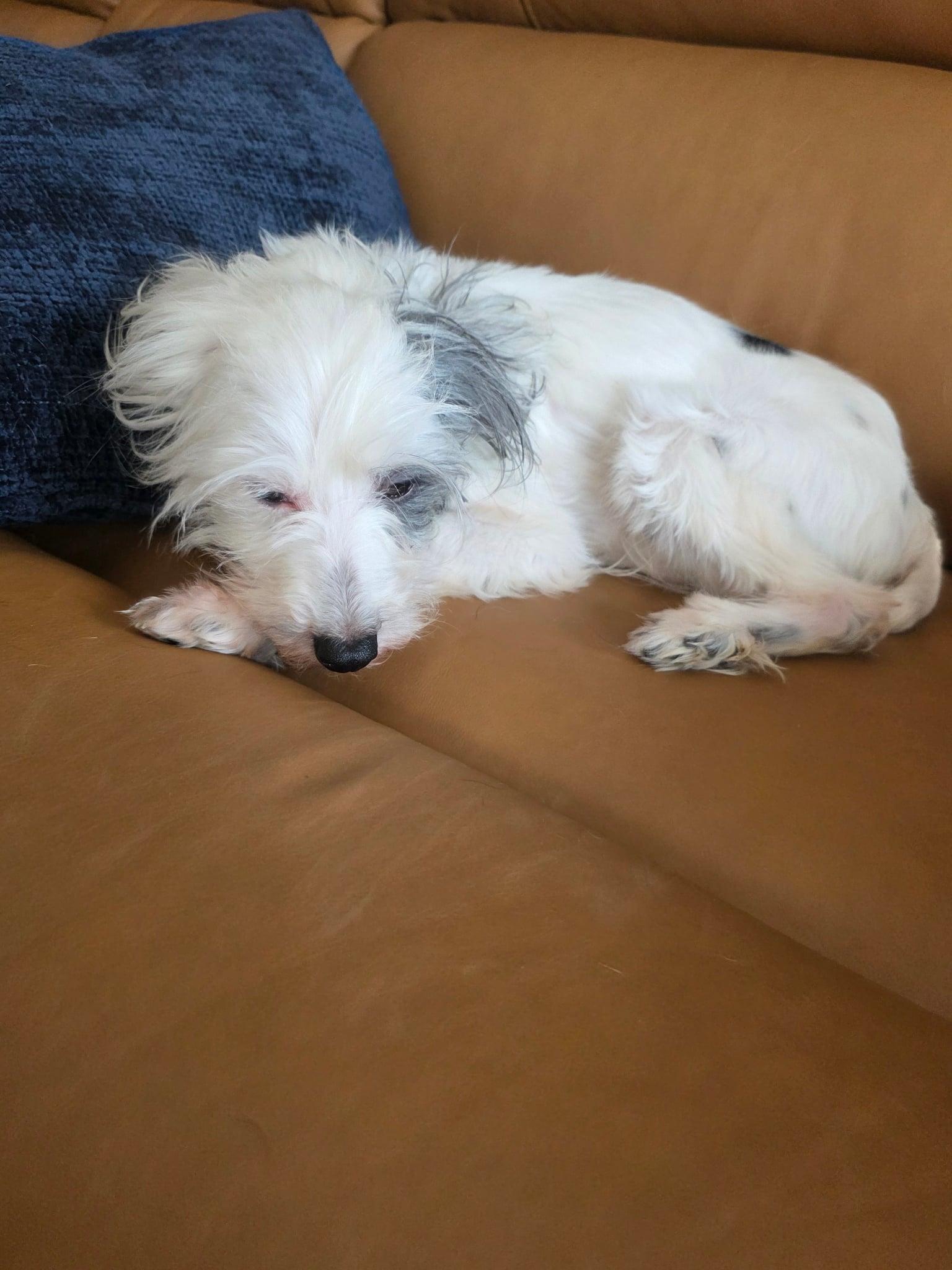 Enlarge Chevy, a ADOPTABLE Chinese Crested Dog in Calgary, AB image 3/3