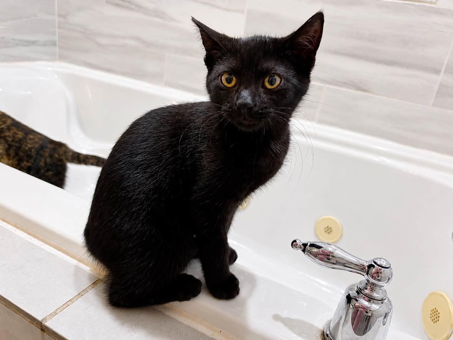 Publix, Adoptable, Kitten Female American Bobtail.