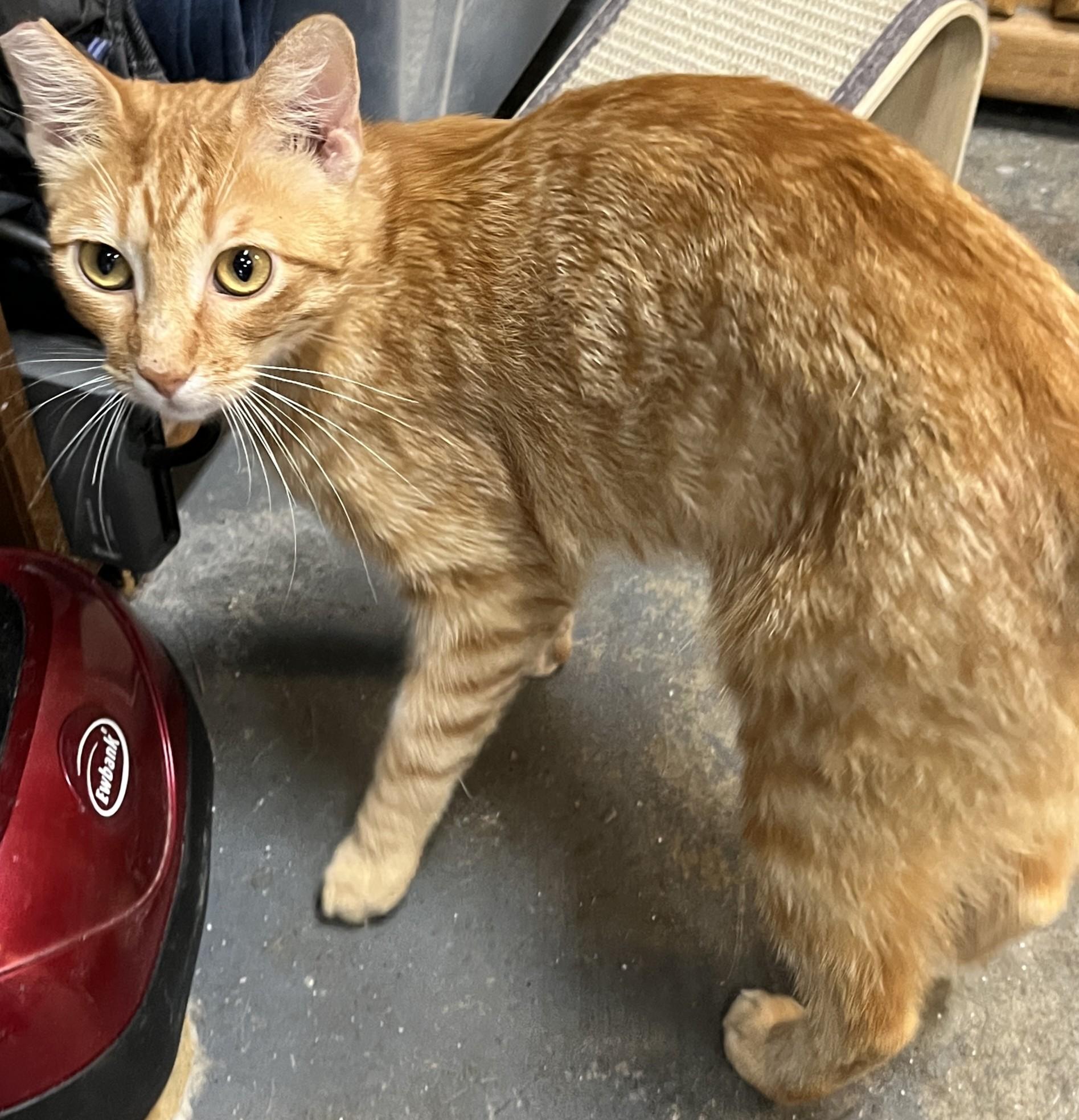 Red, Adoptable, Young Male Domestic Short Hair.