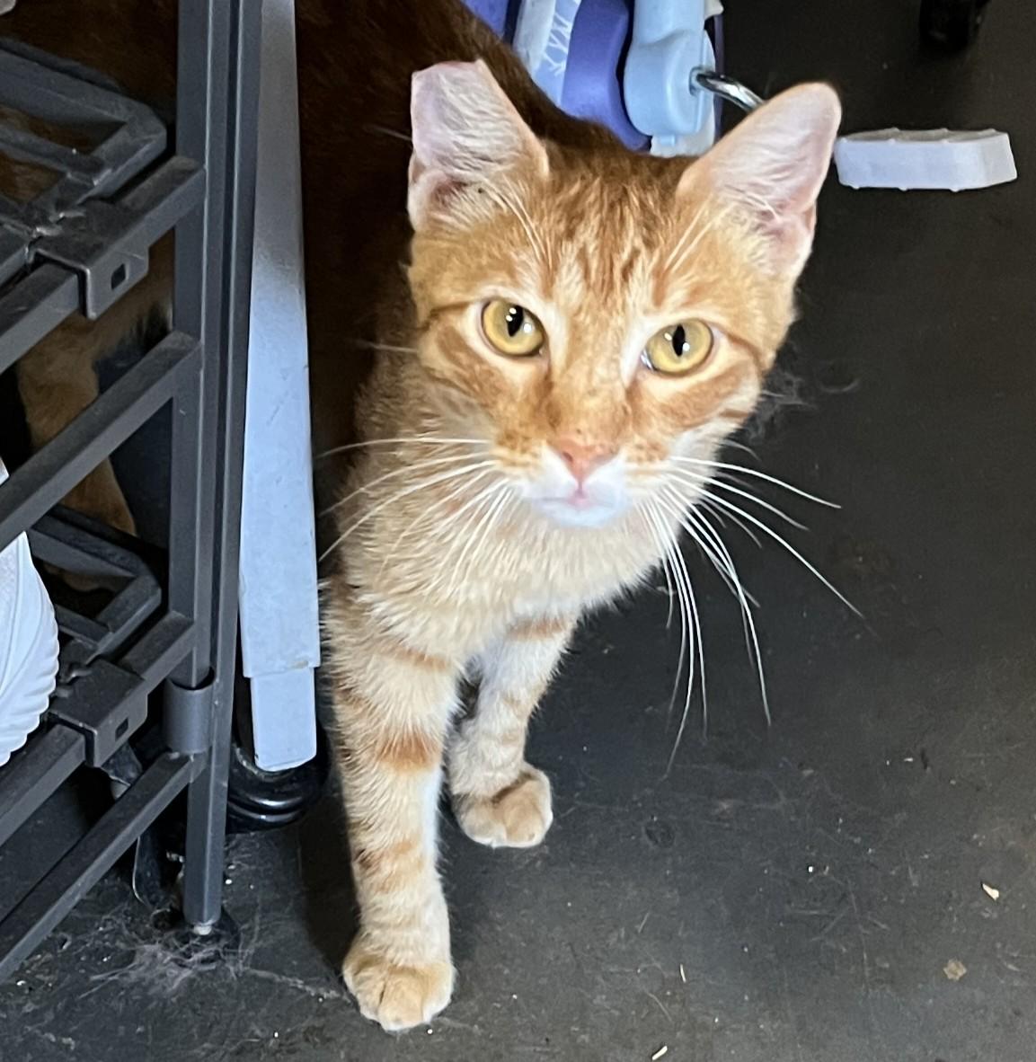Enlarge Red, a Adoptable Domestic Short Hair in Shingletown, CA image 4/6