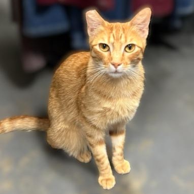 Enlarge Red, a Adoptable Domestic Short Hair in Shingletown, CA image 3/6