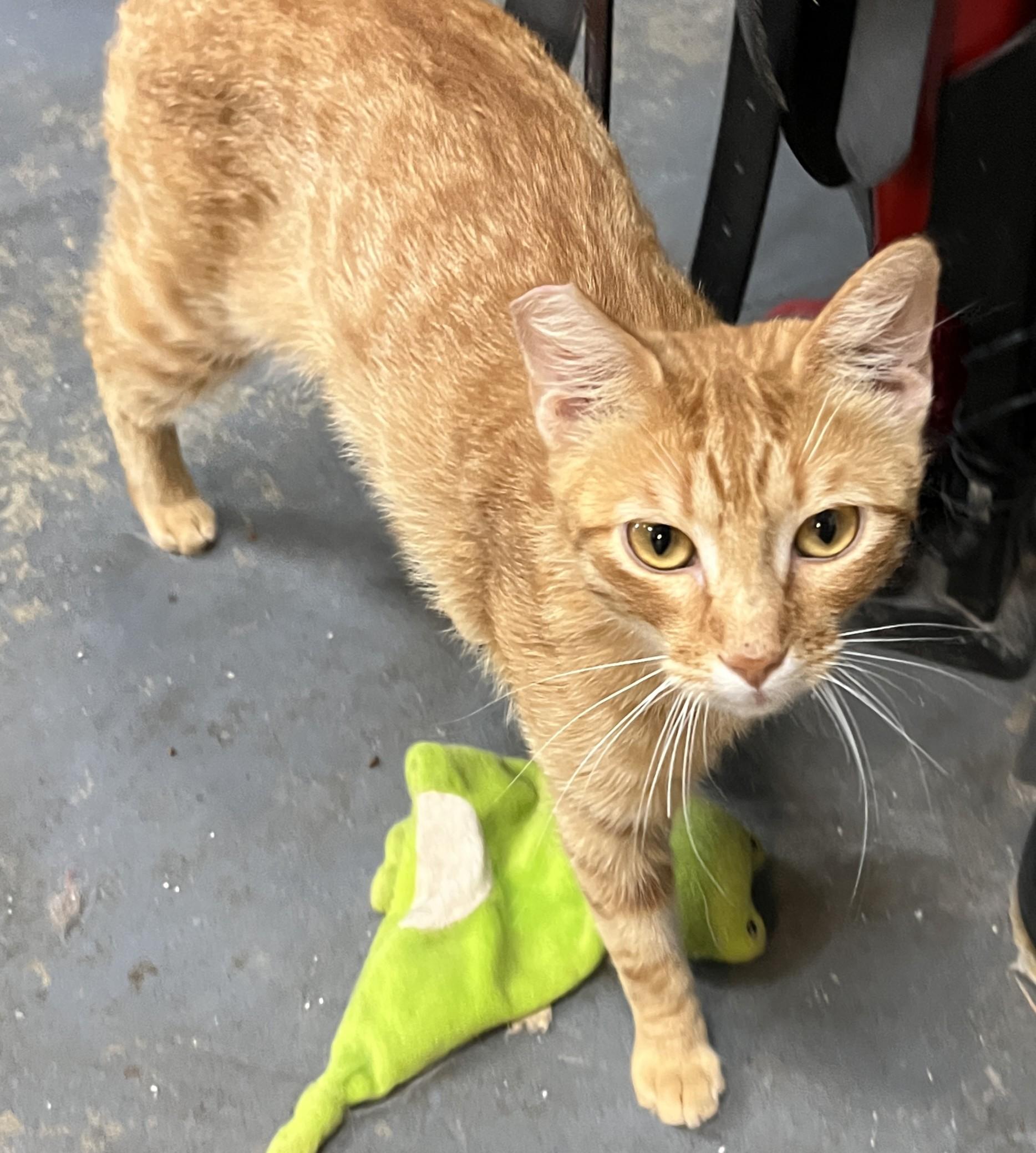 Enlarge Red, a Adoptable Domestic Short Hair in Shingletown, CA image 5/6