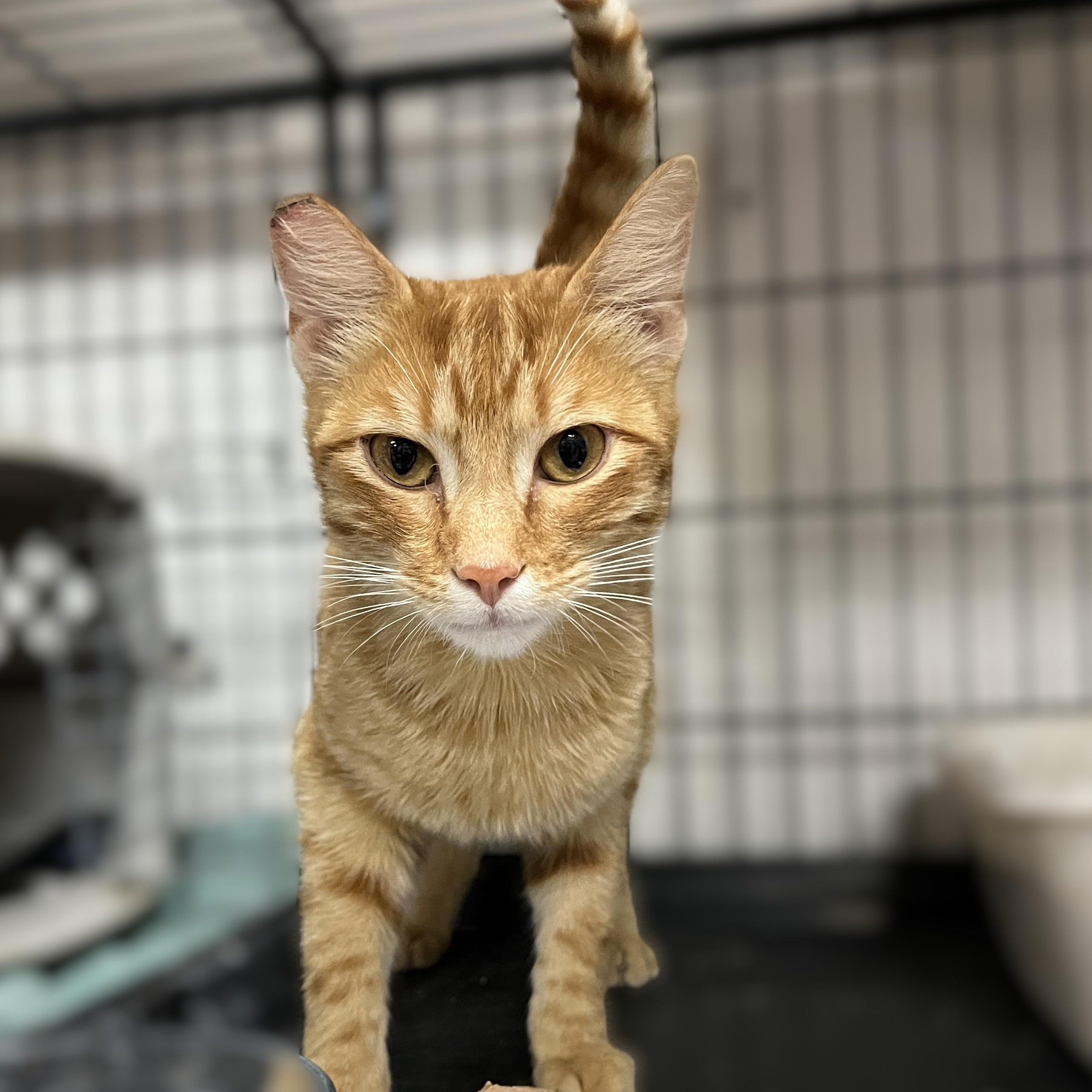 Enlarge Red, a Adoptable Domestic Short Hair in Shingletown, CA image 6/6