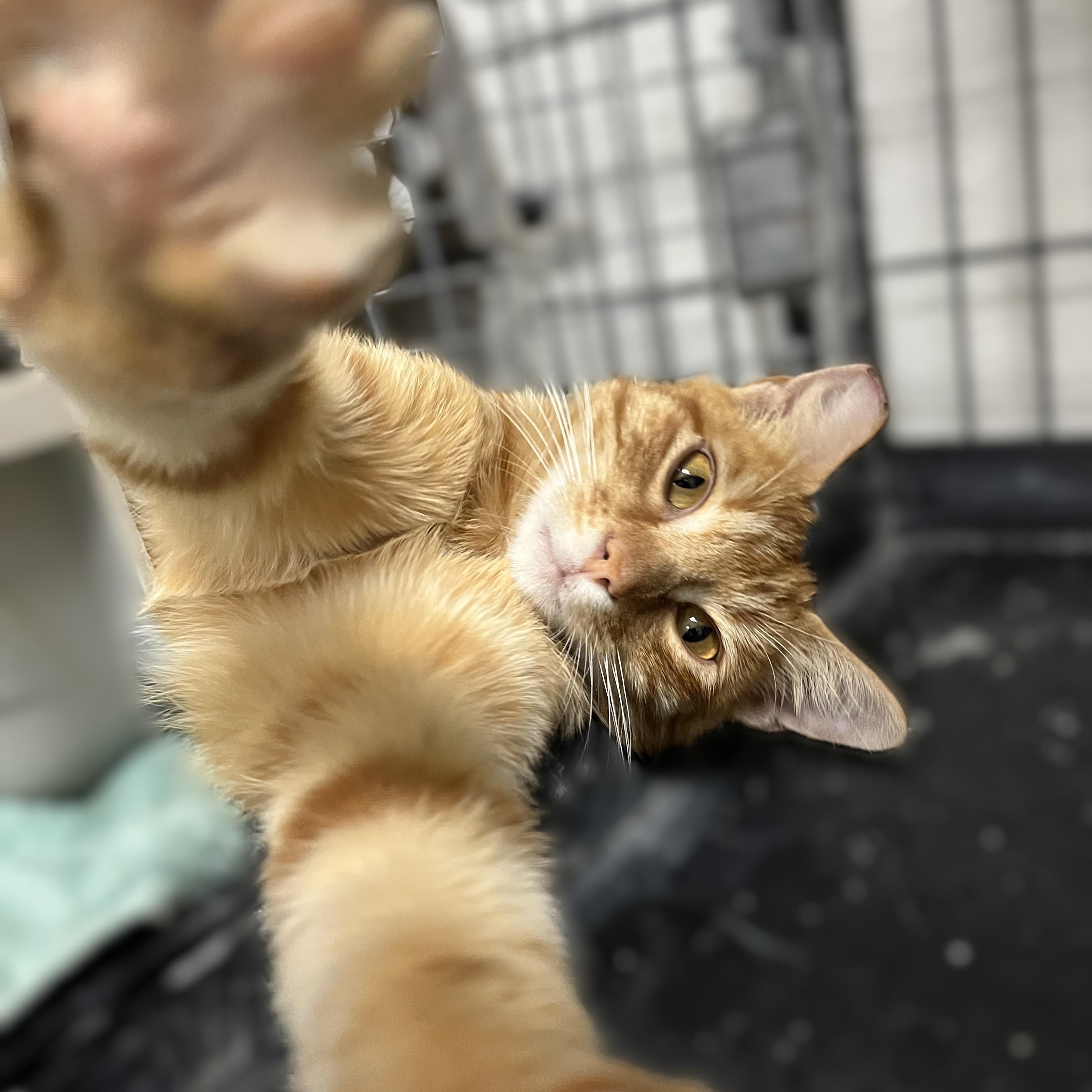 Enlarge Red, a Adoptable Domestic Short Hair in Shingletown, CA image 2/6