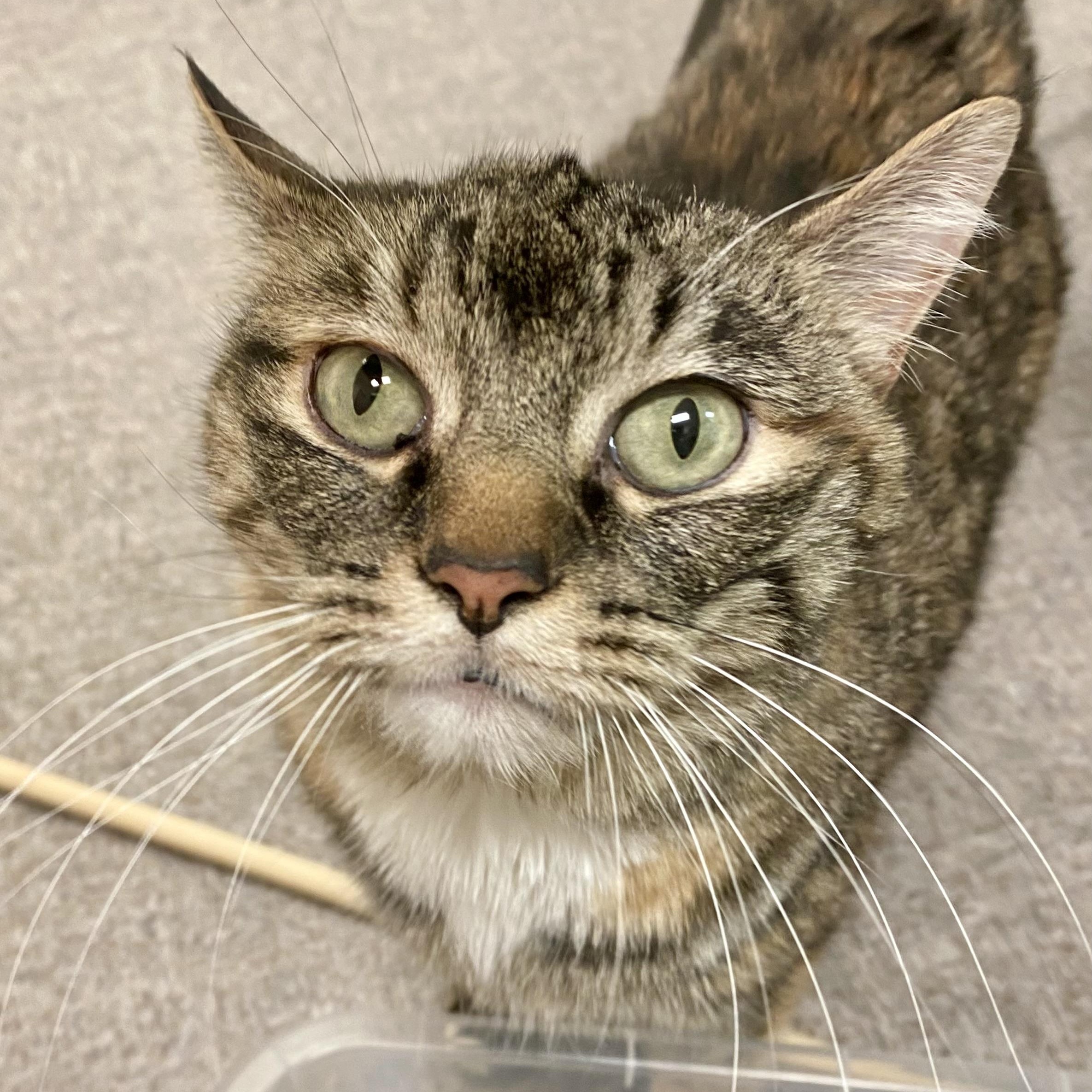 Enlarge Jen from Accounting, a ADOPTABLE Domestic Short Hair in Pocatello, ID image 1/5