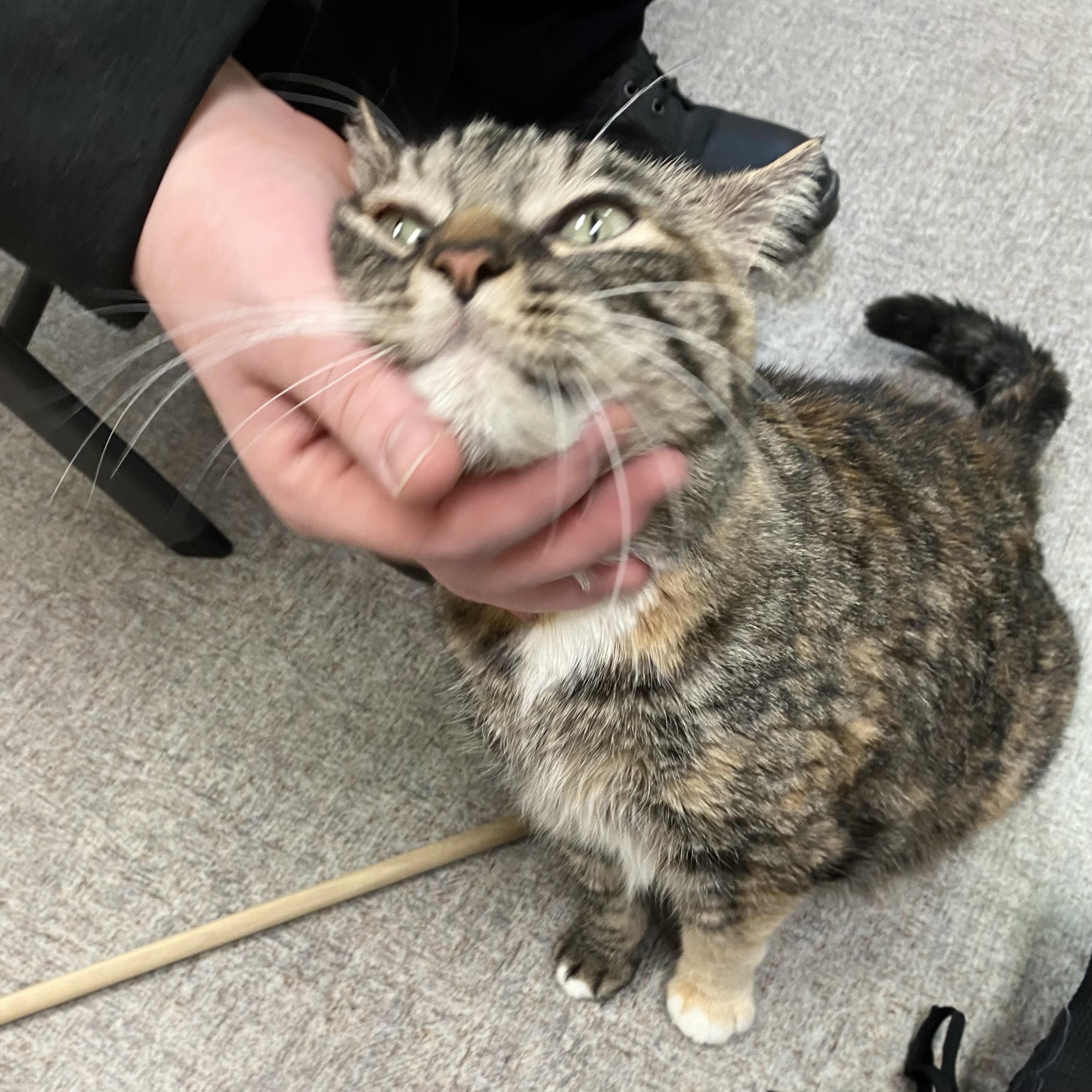 Enlarge Jen from Accounting, a ADOPTABLE Domestic Short Hair in Pocatello, ID image 2/5