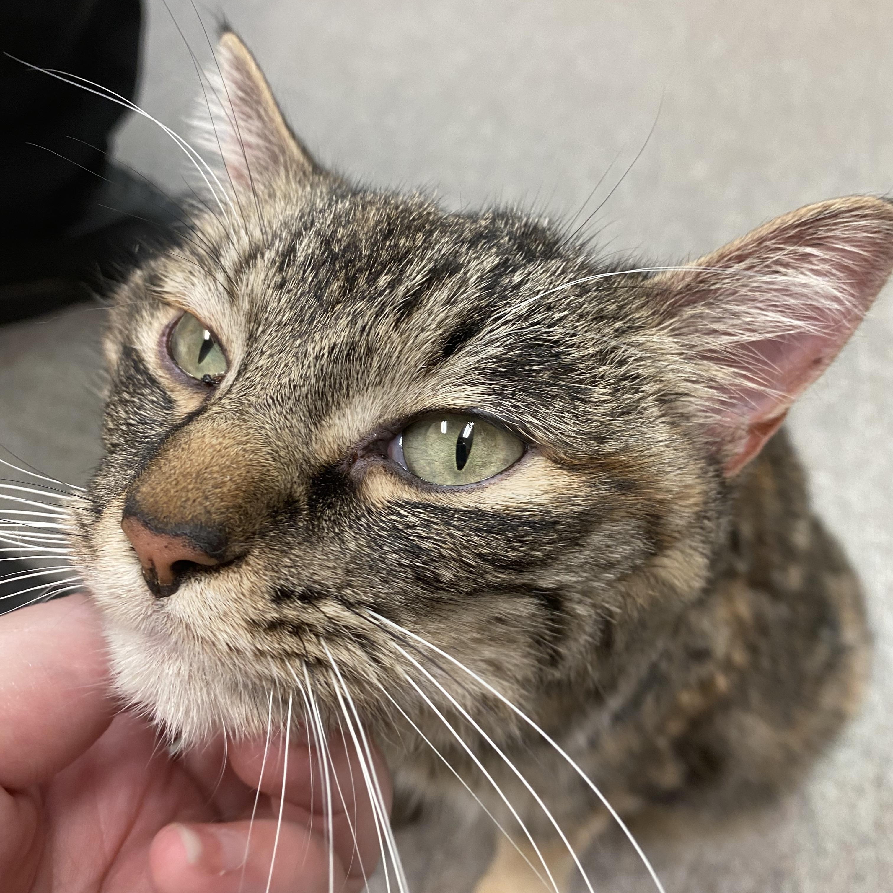 Enlarge Jen from Accounting, a ADOPTABLE Domestic Short Hair in Pocatello, ID image 4/5