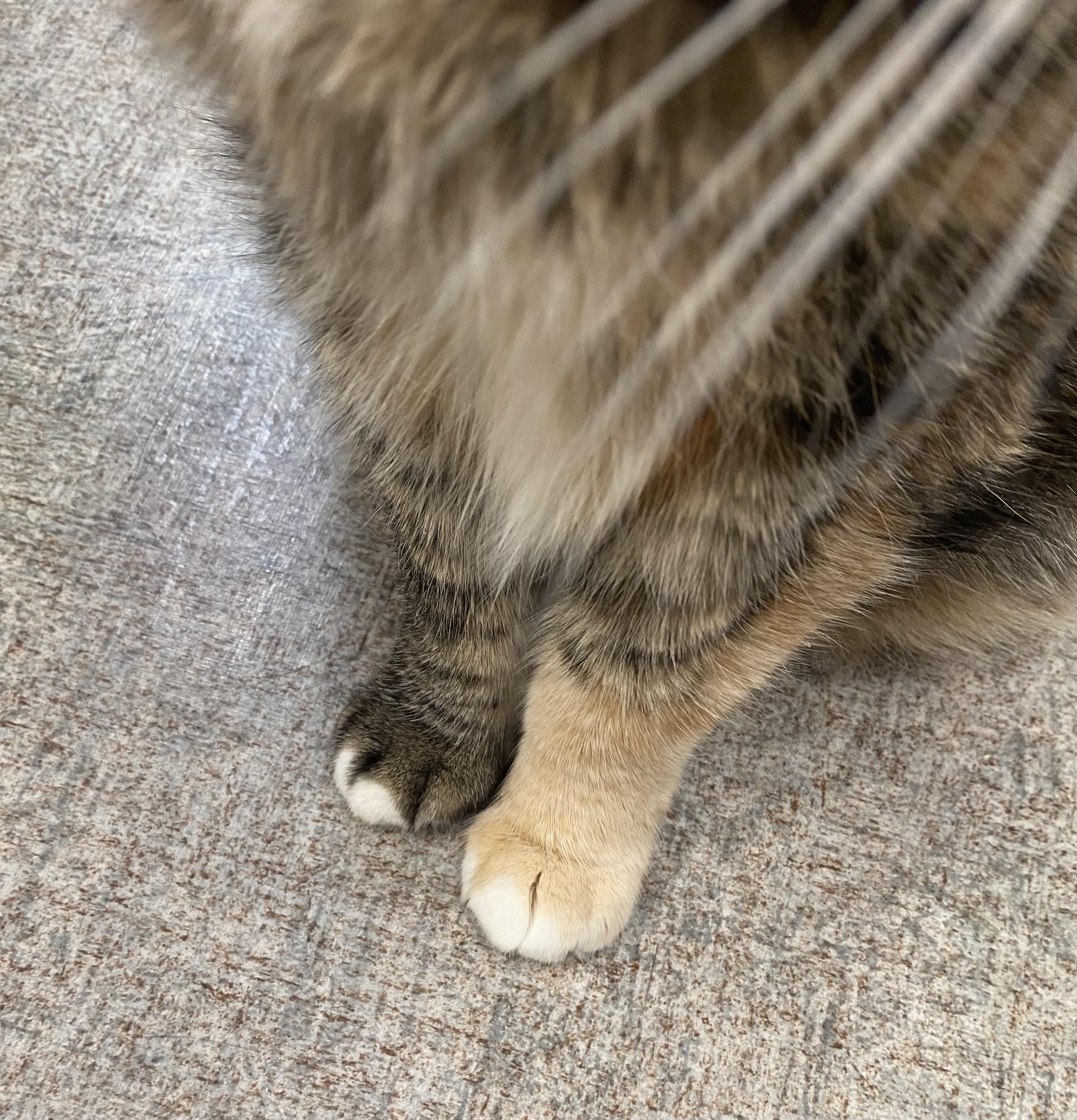 Enlarge Jen from Accounting, a ADOPTABLE Domestic Short Hair in Pocatello, ID image 5/5