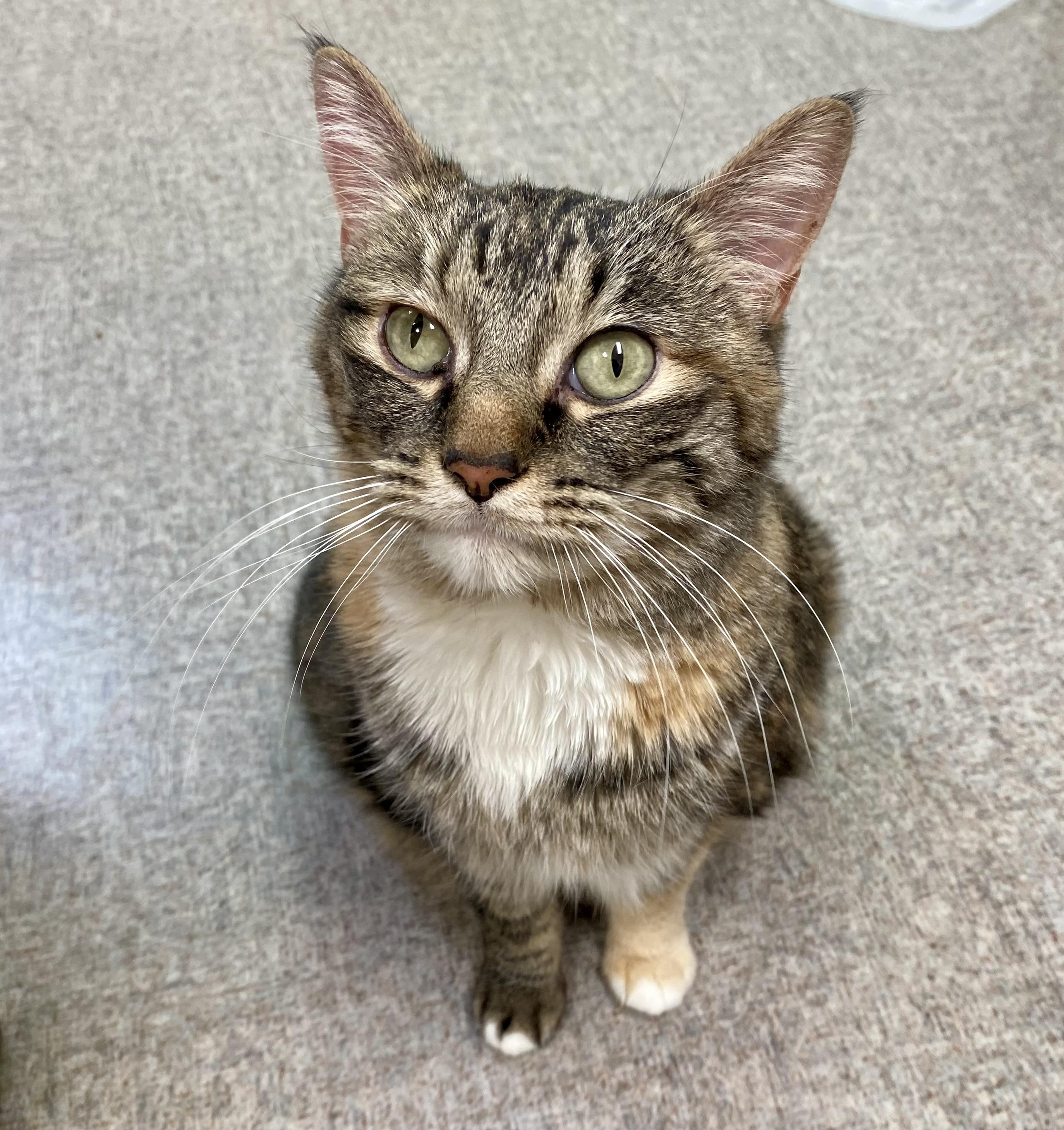 Enlarge Jen from Accounting, a ADOPTABLE Domestic Short Hair in Pocatello, ID image 3/5