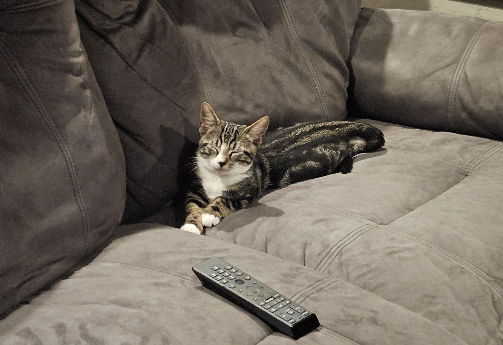 Enlarge Tigger, a Adopted Domestic Short Hair in Antioch, CA image 1/2