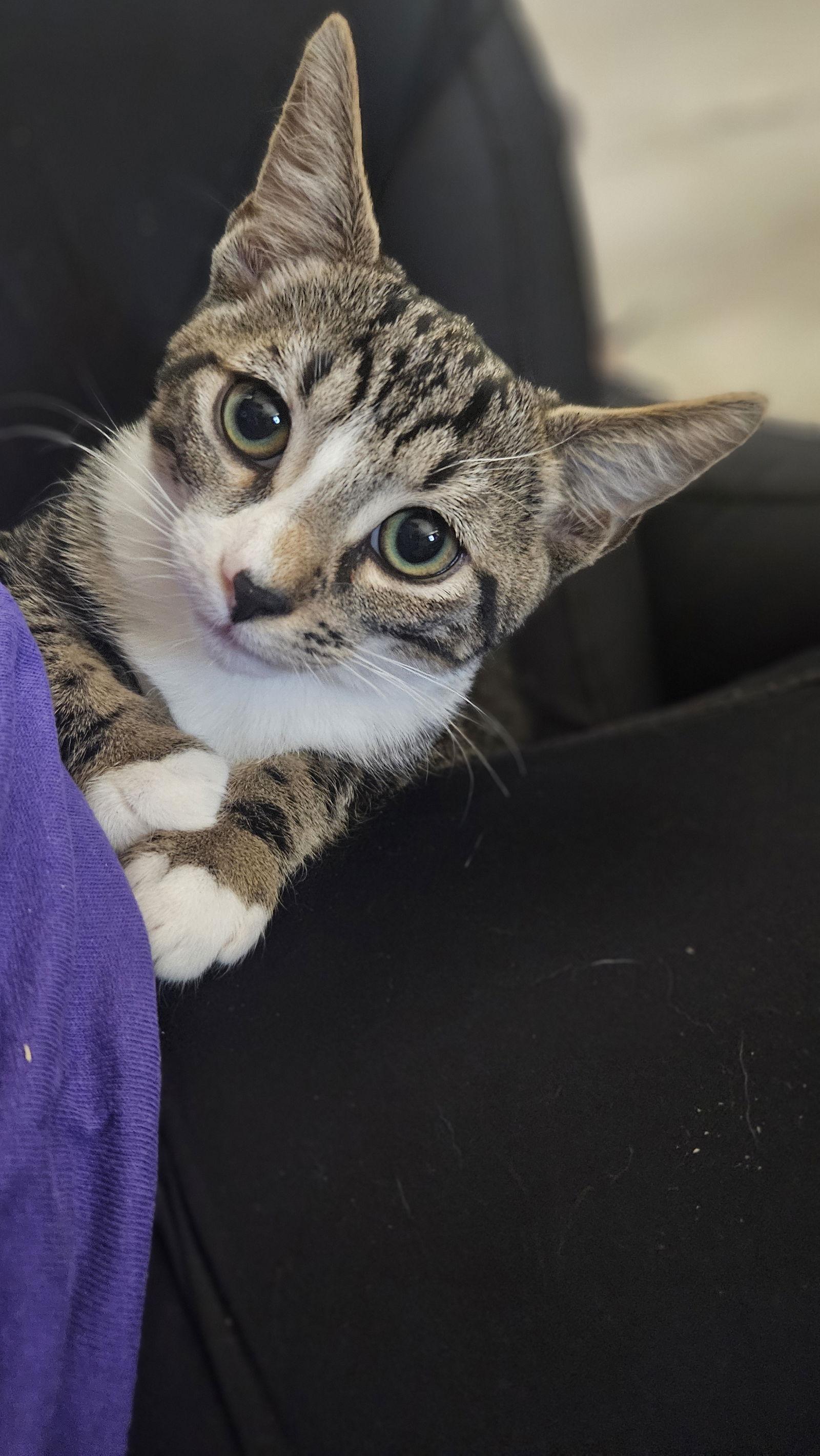 Enlarge Tigger, a Adopted Domestic Short Hair in Antioch, CA image 2/2