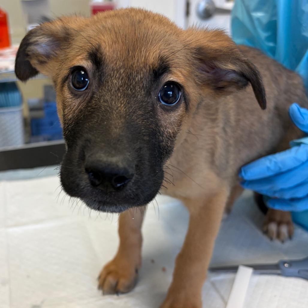 Lemon, Adoptable, Puppy Male Black Mouth Cur & Pit Bull Terrier.