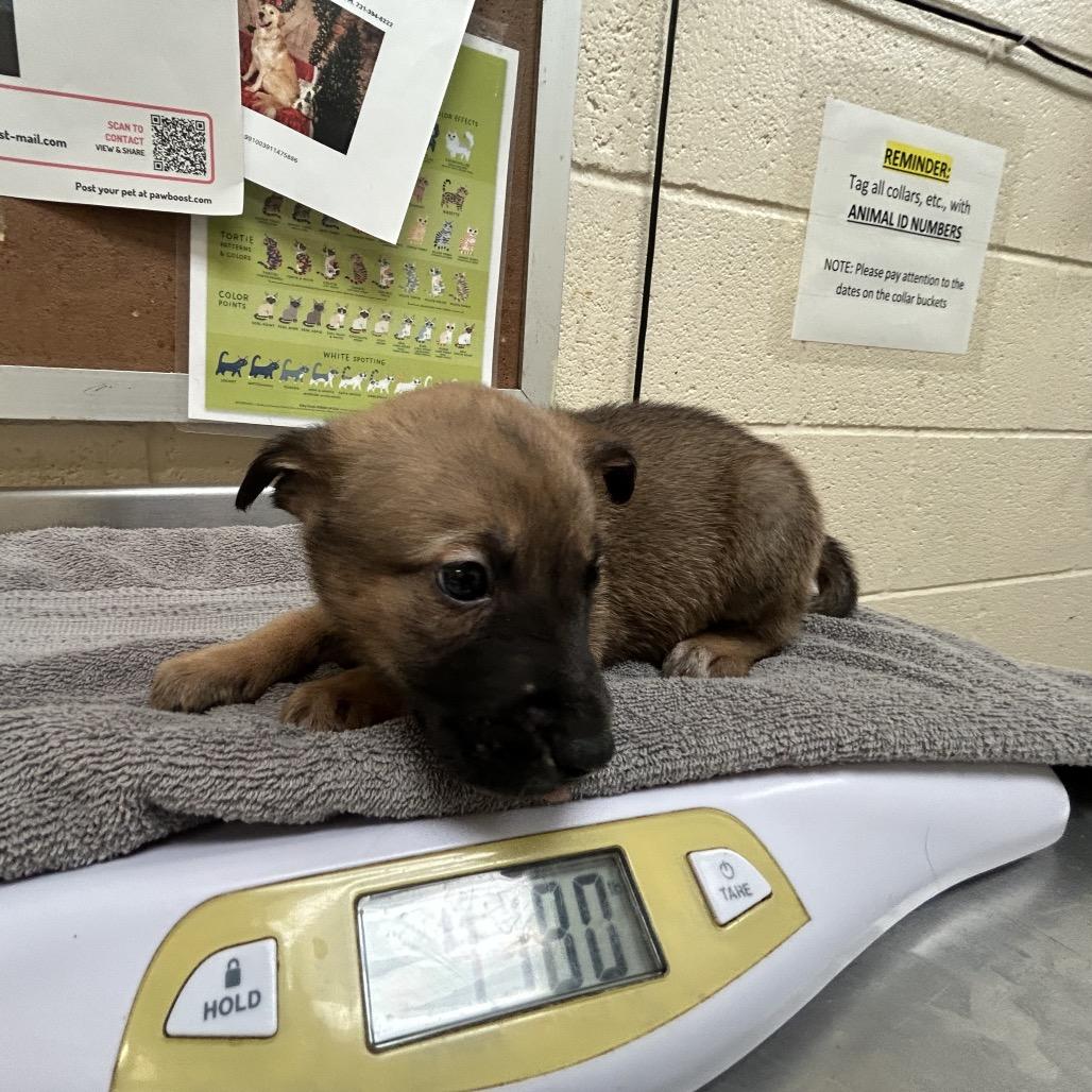 Enlarge Lemon, a Adoptable mixed breed in Nashville, TN image 2/2