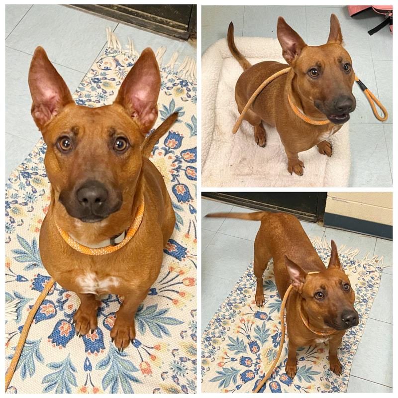 JuJu, ADOPTABLE, Adult Female Belgian Shepherd / Malinois.