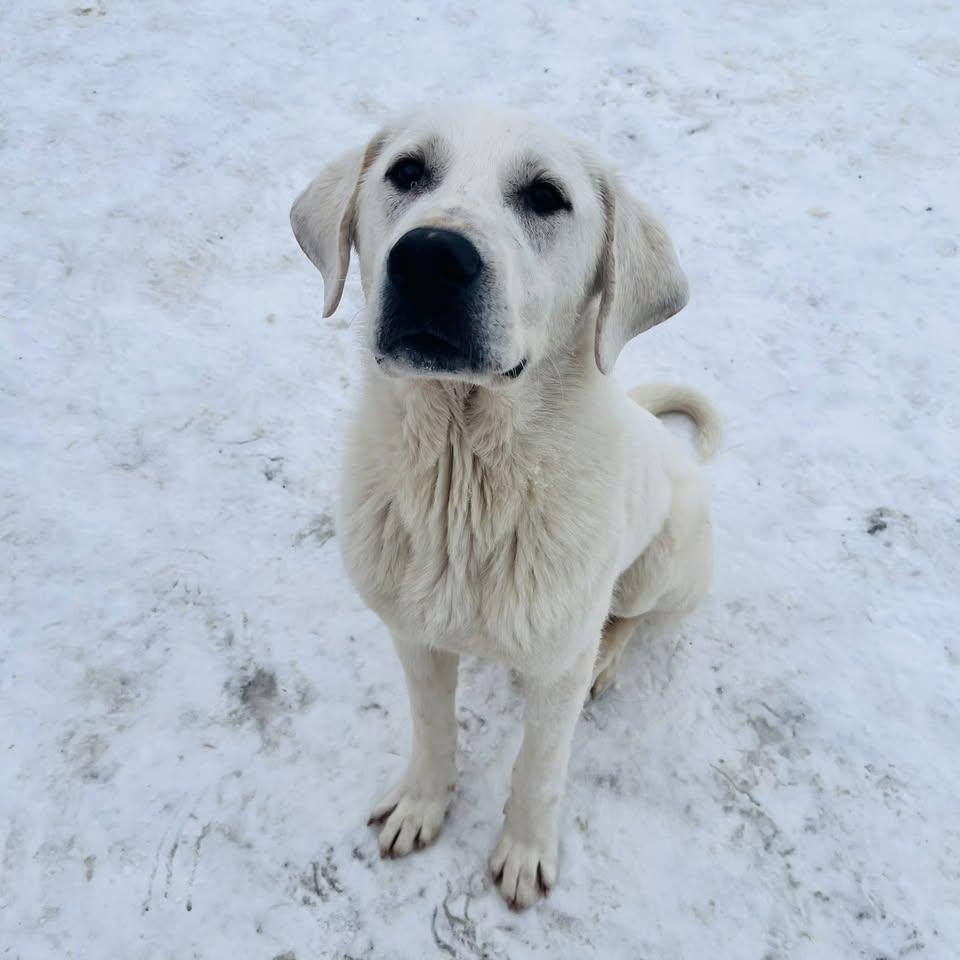 Yukon, Adoptable, Young Male Great Pyrenees & Labrador Retriever.