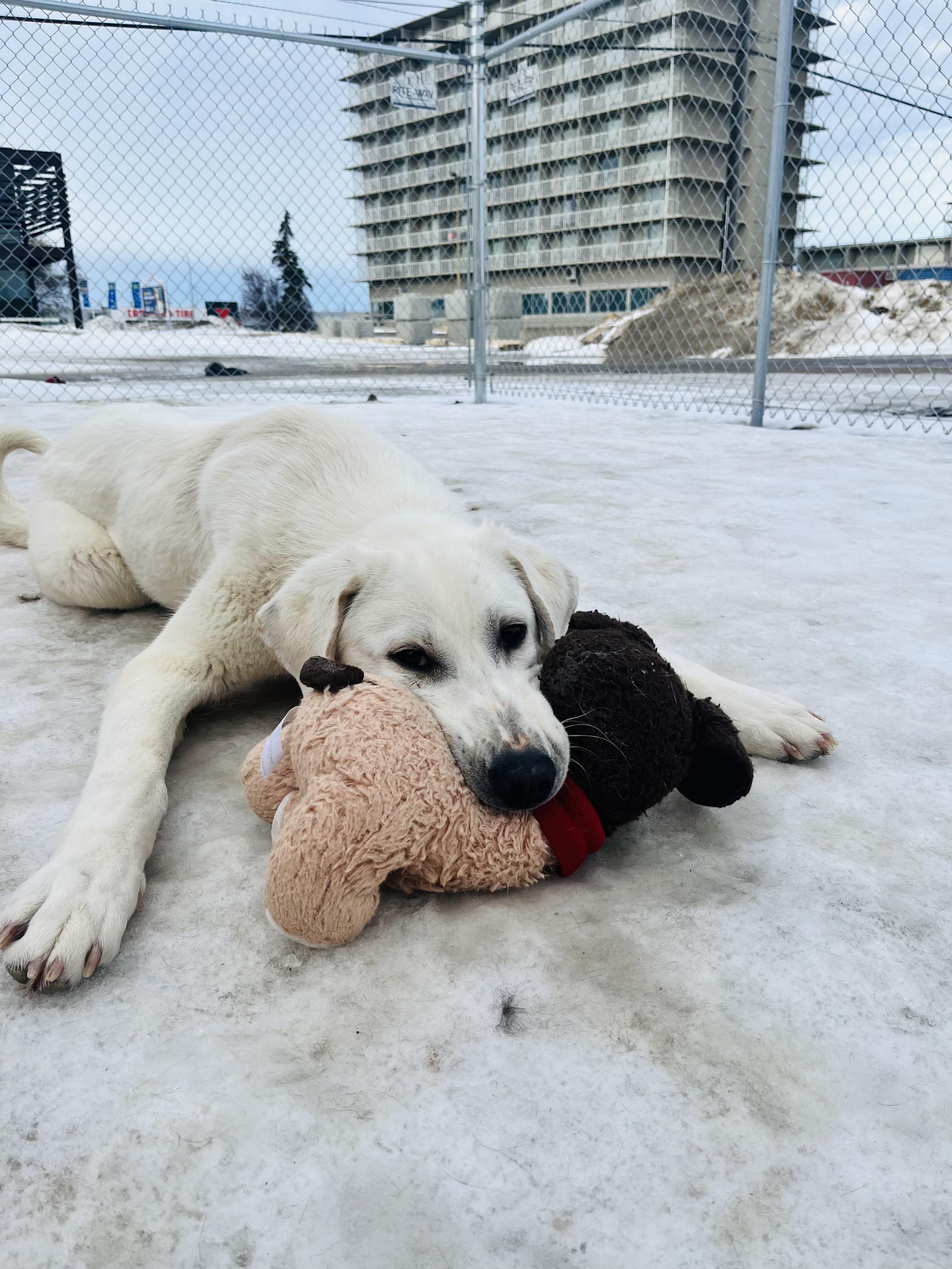 Enlarge Yukon, a Adoptable mixed breed in Edmonton, AB image 3/4