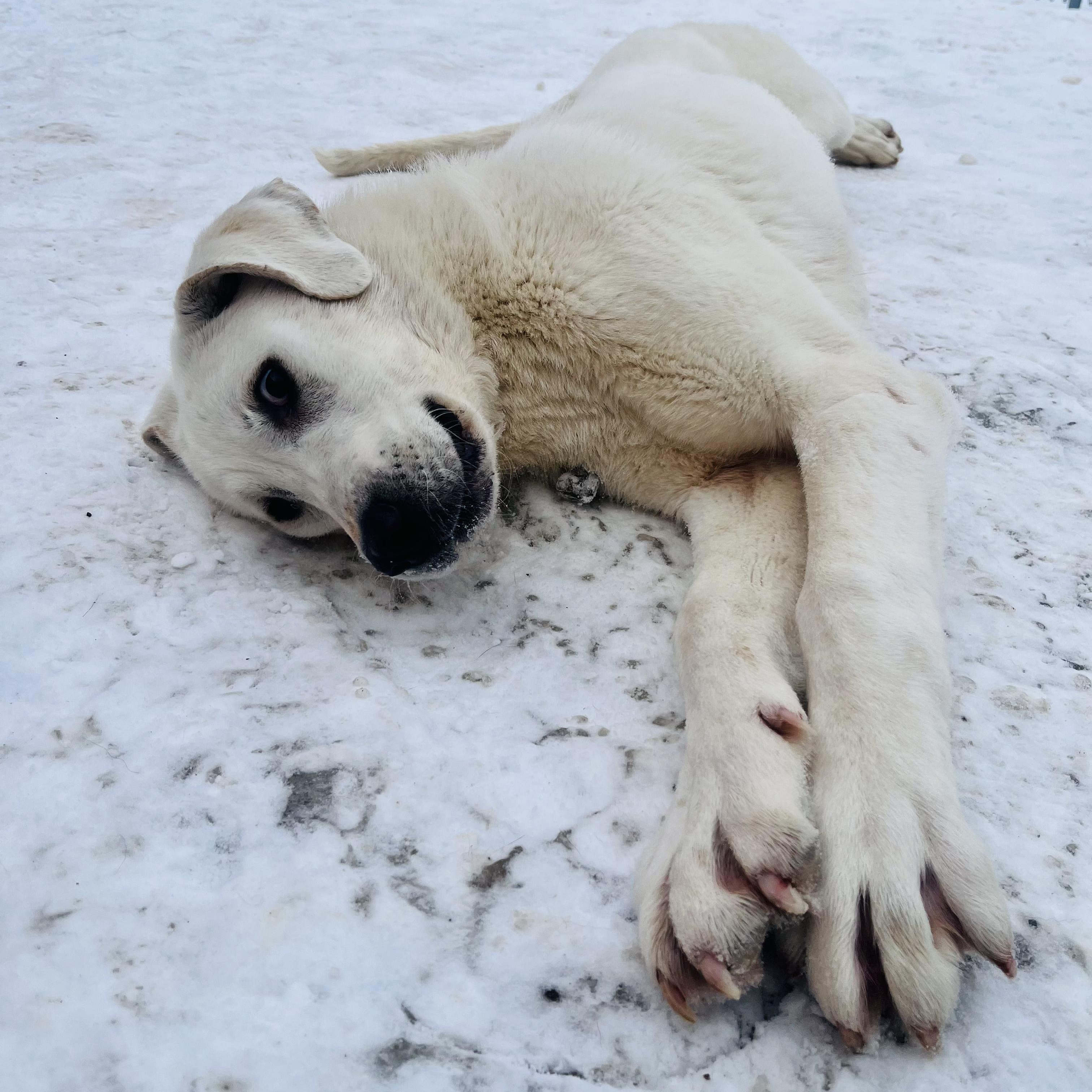 Enlarge Yukon, a Adoptable mixed breed in Edmonton, AB image 2/4