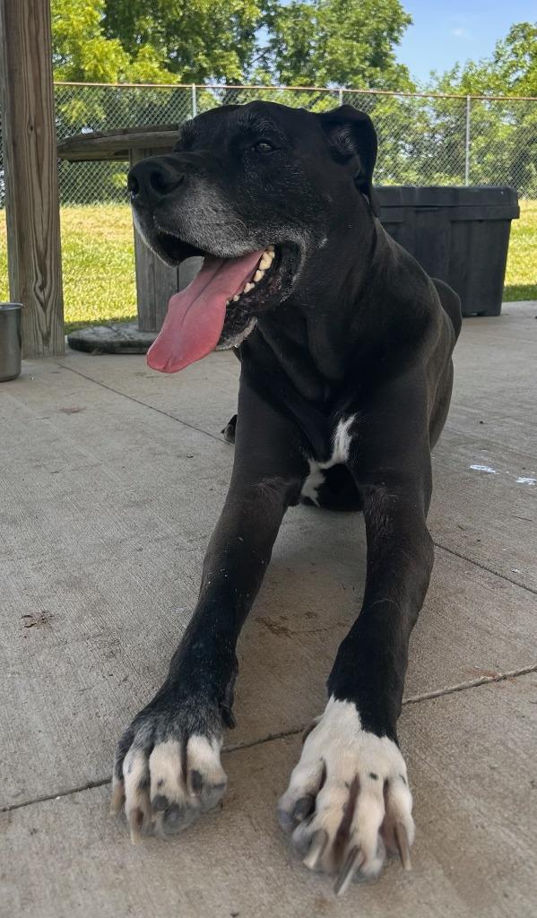 Maxwell, a Adoptable mixed breed in Lagrange, IN image 1/5