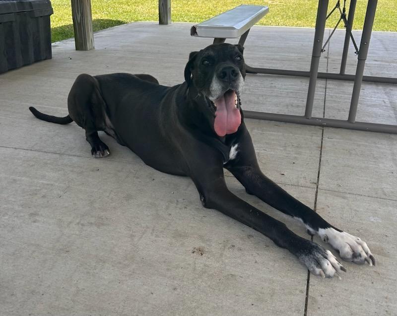 Maxwell, a Adoptable mixed breed in Lagrange, IN image 2/5