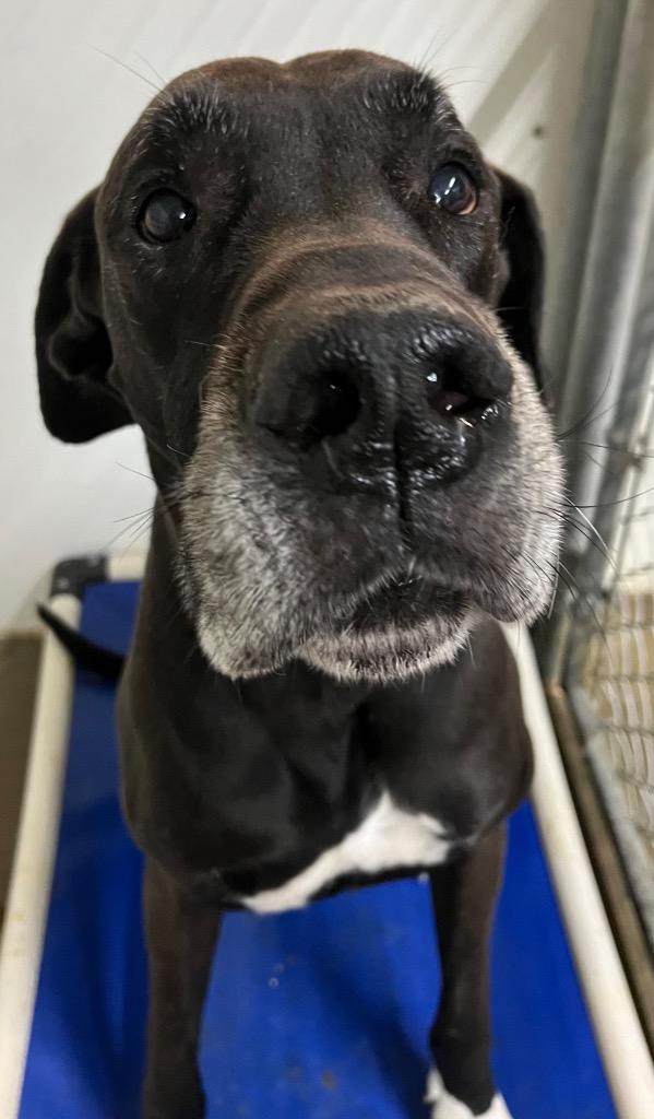 Maxwell, a Adoptable mixed breed in Lagrange, IN image 3/5