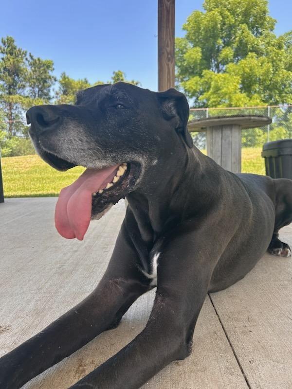 Maxwell, a Adoptable mixed breed in Lagrange, IN image 4/5