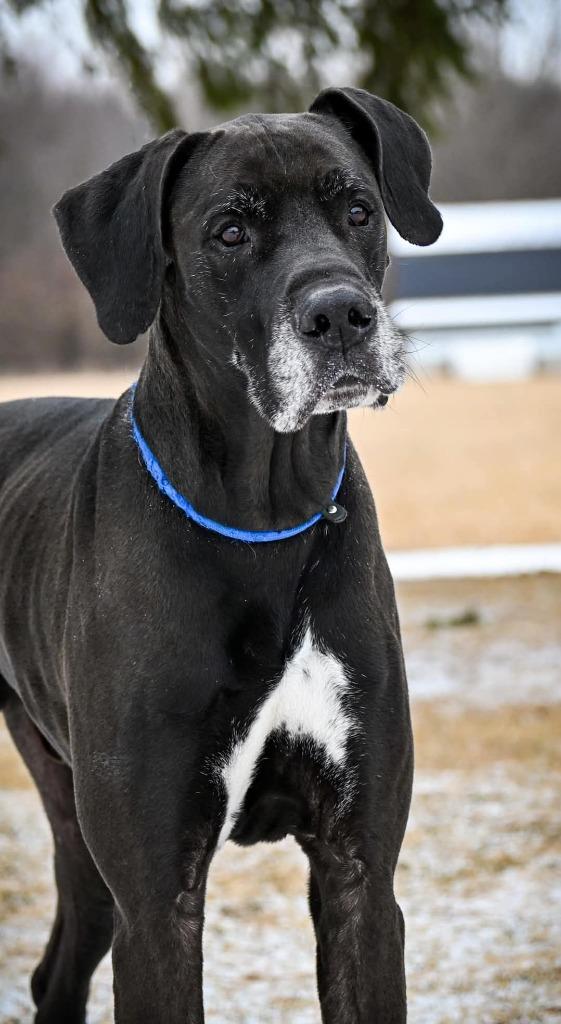 Maxwell, a Adoptable mixed breed in Lagrange, IN image 5/5