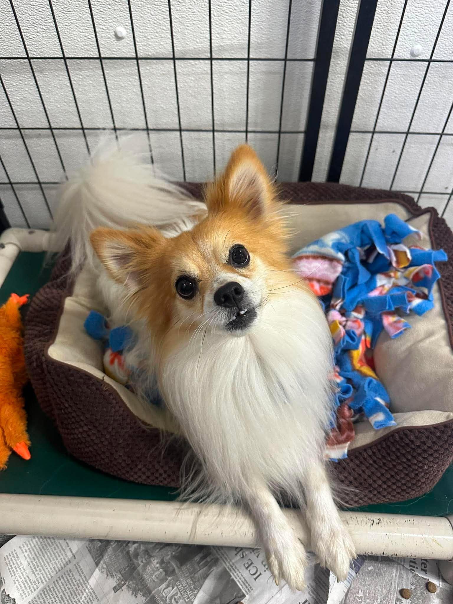 Enlarge Filbert, a Adoptable Papillon in Mukwonago, WI image 1/3