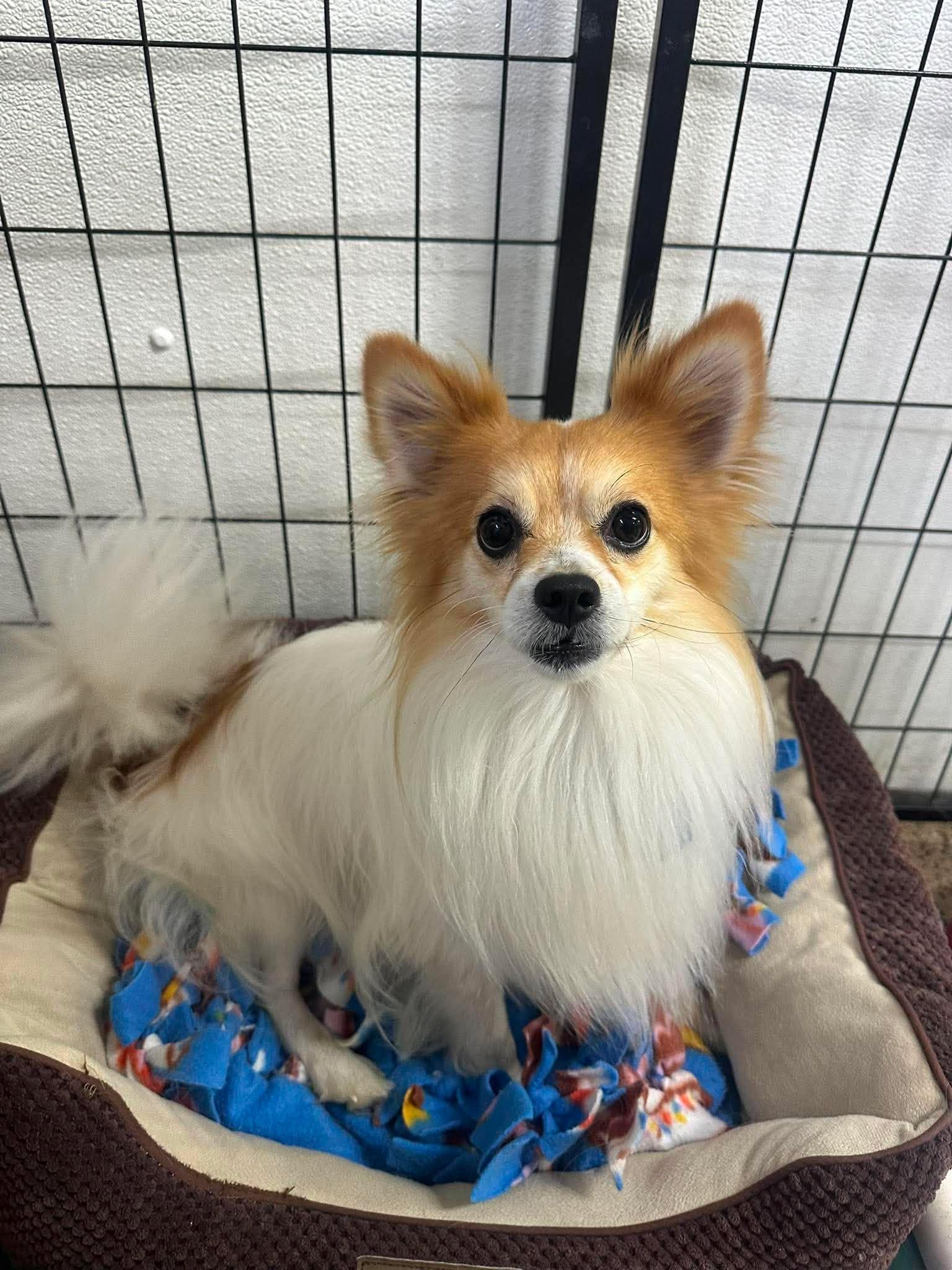 Enlarge Filbert, a Adoptable Papillon in Mukwonago, WI image 2/3