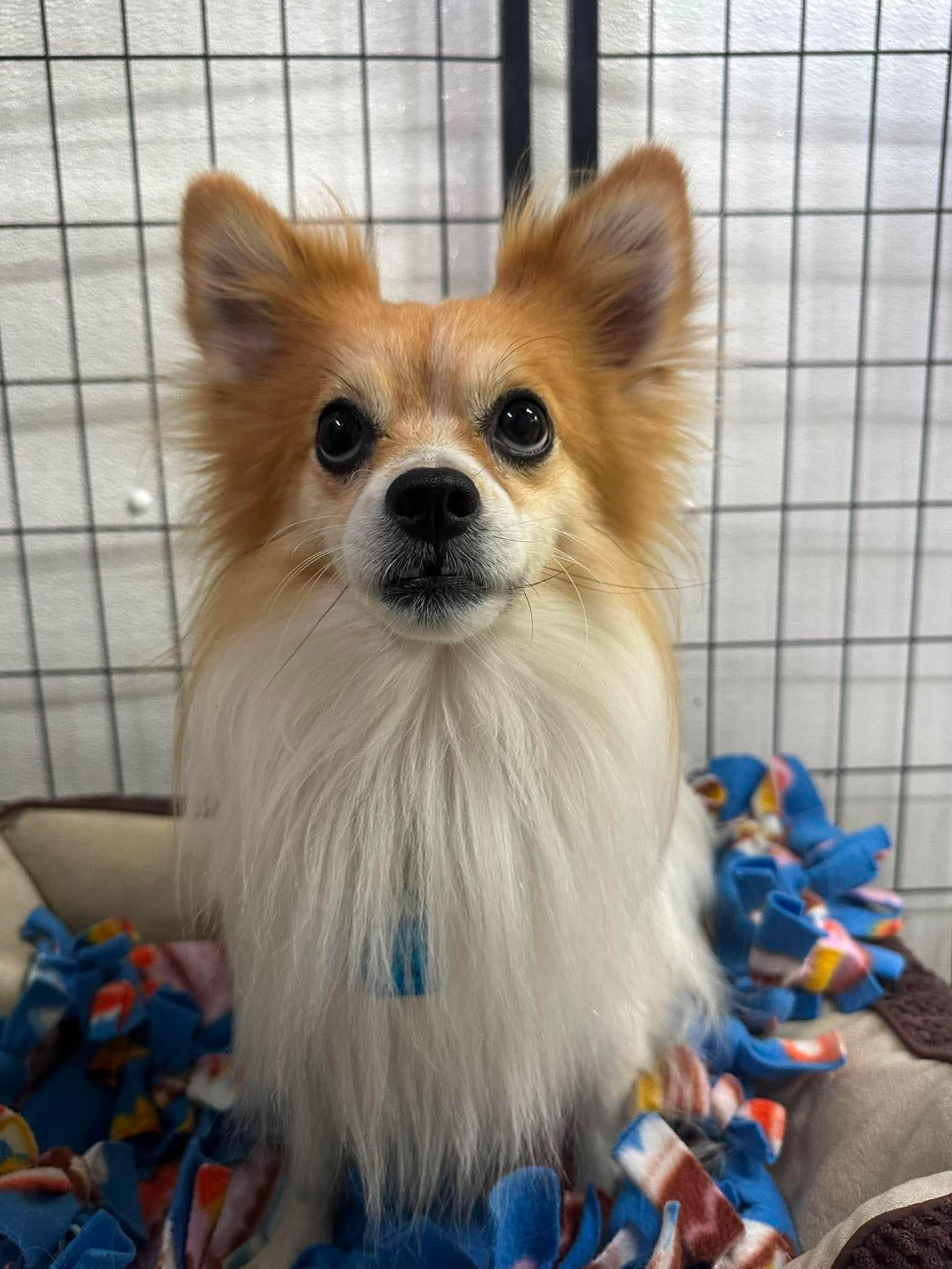Enlarge Filbert, a Adoptable Papillon in Mukwonago, WI image 3/3