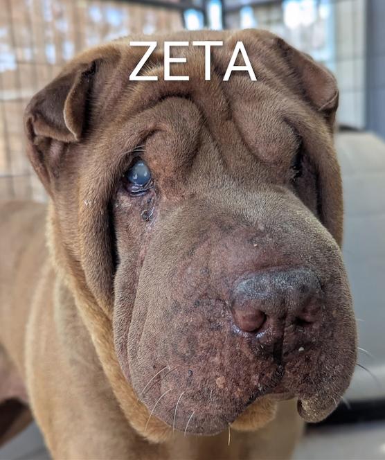 ZETA, Adoptable, Senior Female Shar-Pei.