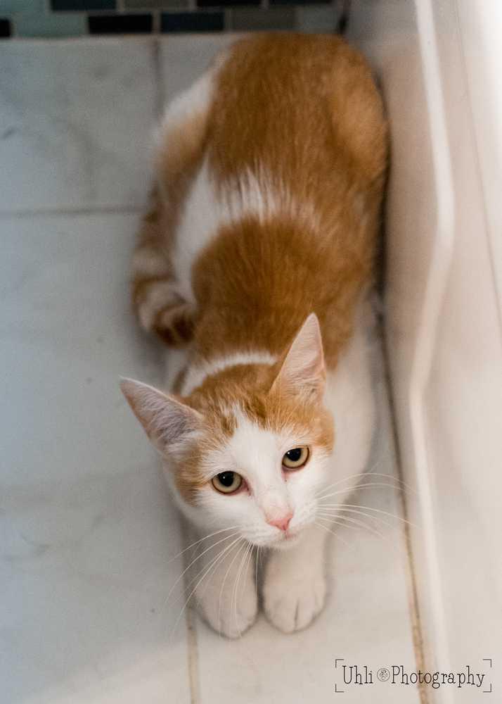 Enlarge Autumn (Mama - Orange Tabby), a Adopted mixed breed in Littleton, CO image 1/2