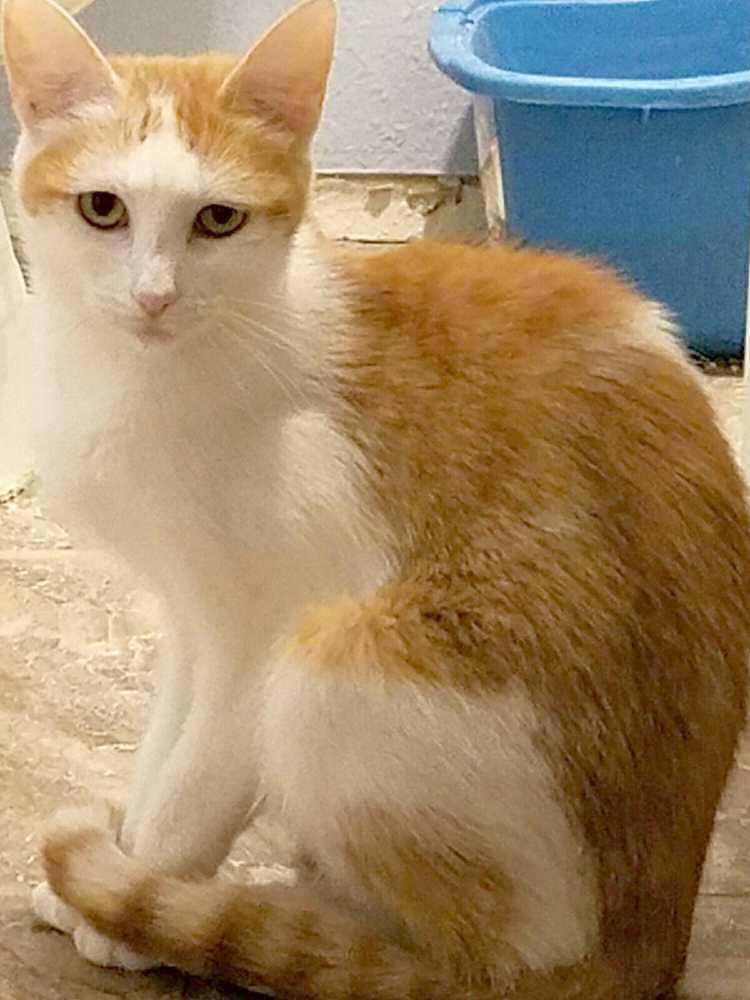 Enlarge Autumn (Mama - Orange Tabby), a Adopted mixed breed in Littleton, CO image 2/2