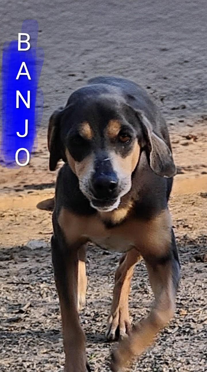 Enlarge BANJO, a ADOPTABLE mixed breed in Saint Jo, TX image 2/2