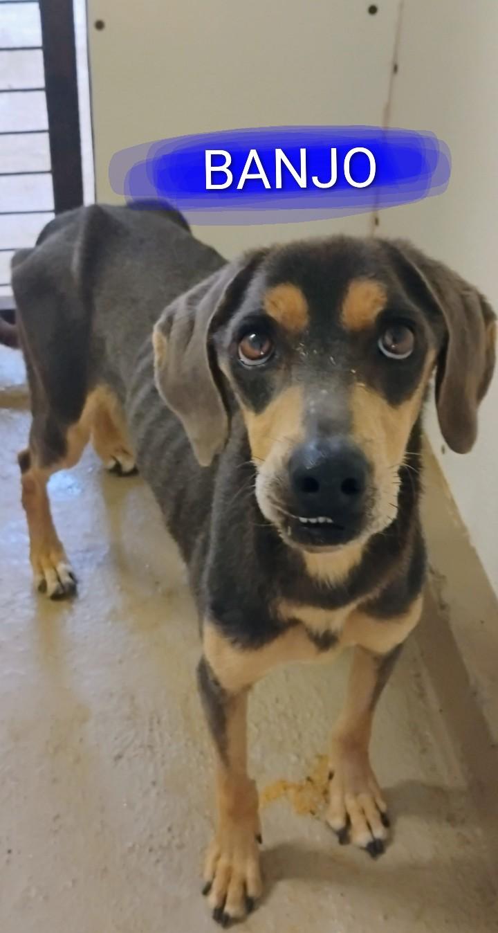 Enlarge BANJO, a ADOPTABLE mixed breed in Saint Jo, TX image 1/2