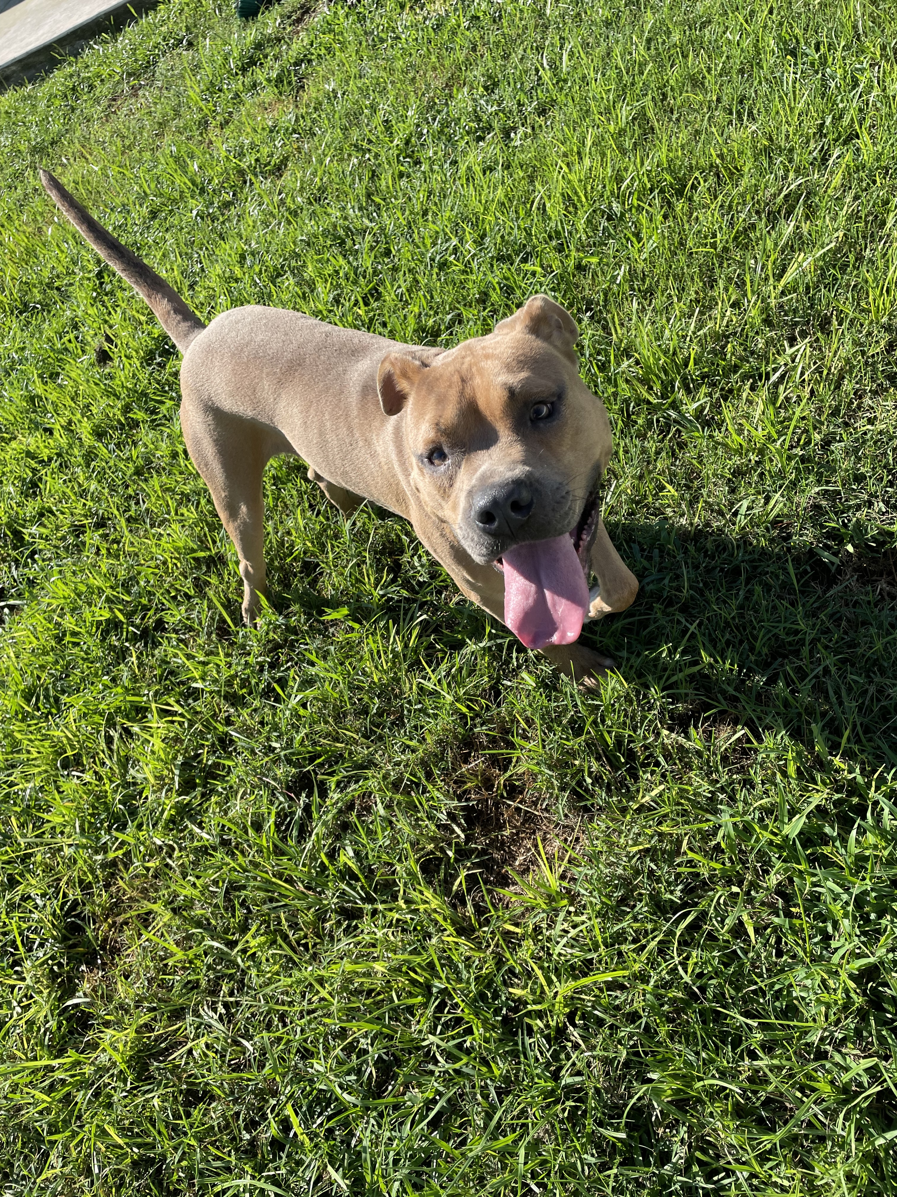 Johnny Bravo, Adoptable, Young Male Pit Bull Terrier & American Bully.