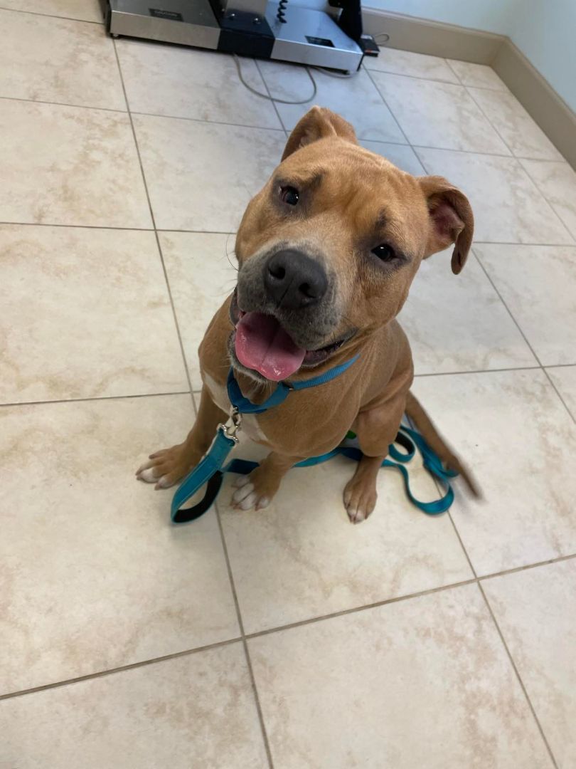 Johnny Bravo, a Adoptable mixed breed in Port Saint Lucie, FL image 2/14