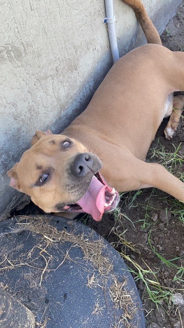 Johnny Bravo, a Adoptable mixed breed in Port Saint Lucie, FL image 3/14