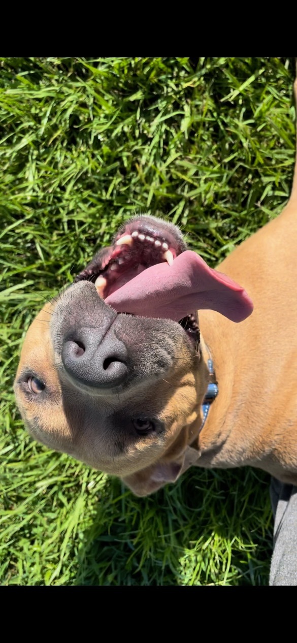 Johnny Bravo, a Adoptable mixed breed in Port Saint Lucie, FL image 4/14