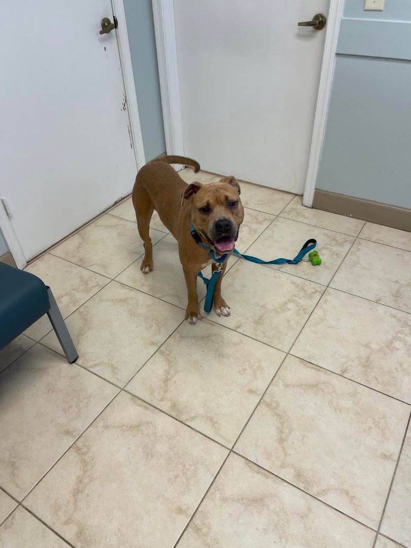 Johnny Bravo, a Adoptable mixed breed in Port Saint Lucie, FL image 5/14