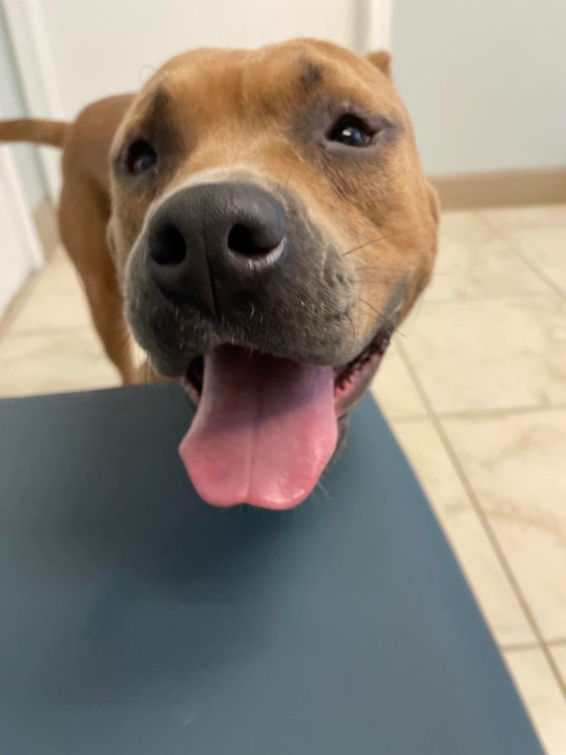 Johnny Bravo, a Adoptable mixed breed in Port Saint Lucie, FL image 6/14