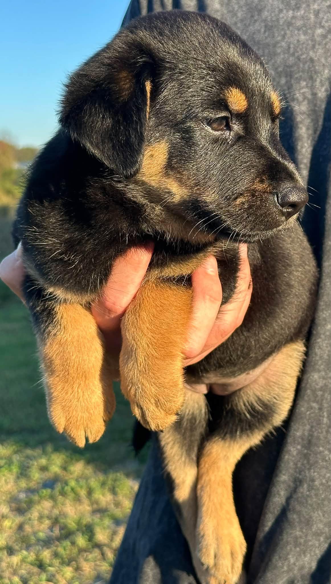 Enlarge Ubu, a Adoptable mixed breed in Shelton, CT image 6/6