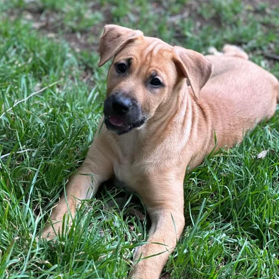 Enlarge Van the Man!, a Adoptable mixed breed in Englewood, NJ image 4/5