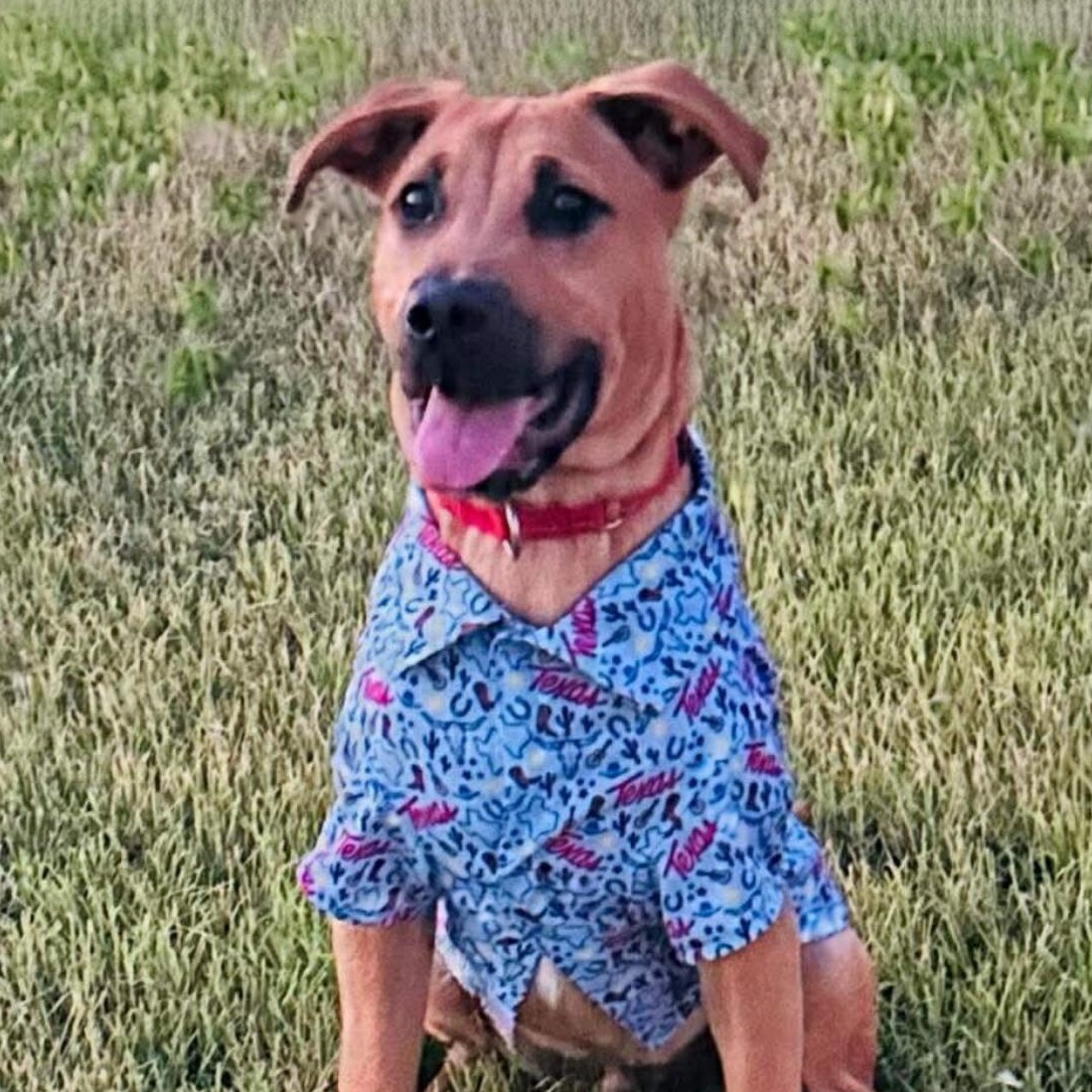 Enlarge Van the Man!, a Adoptable mixed breed in Englewood, NJ image 3/5