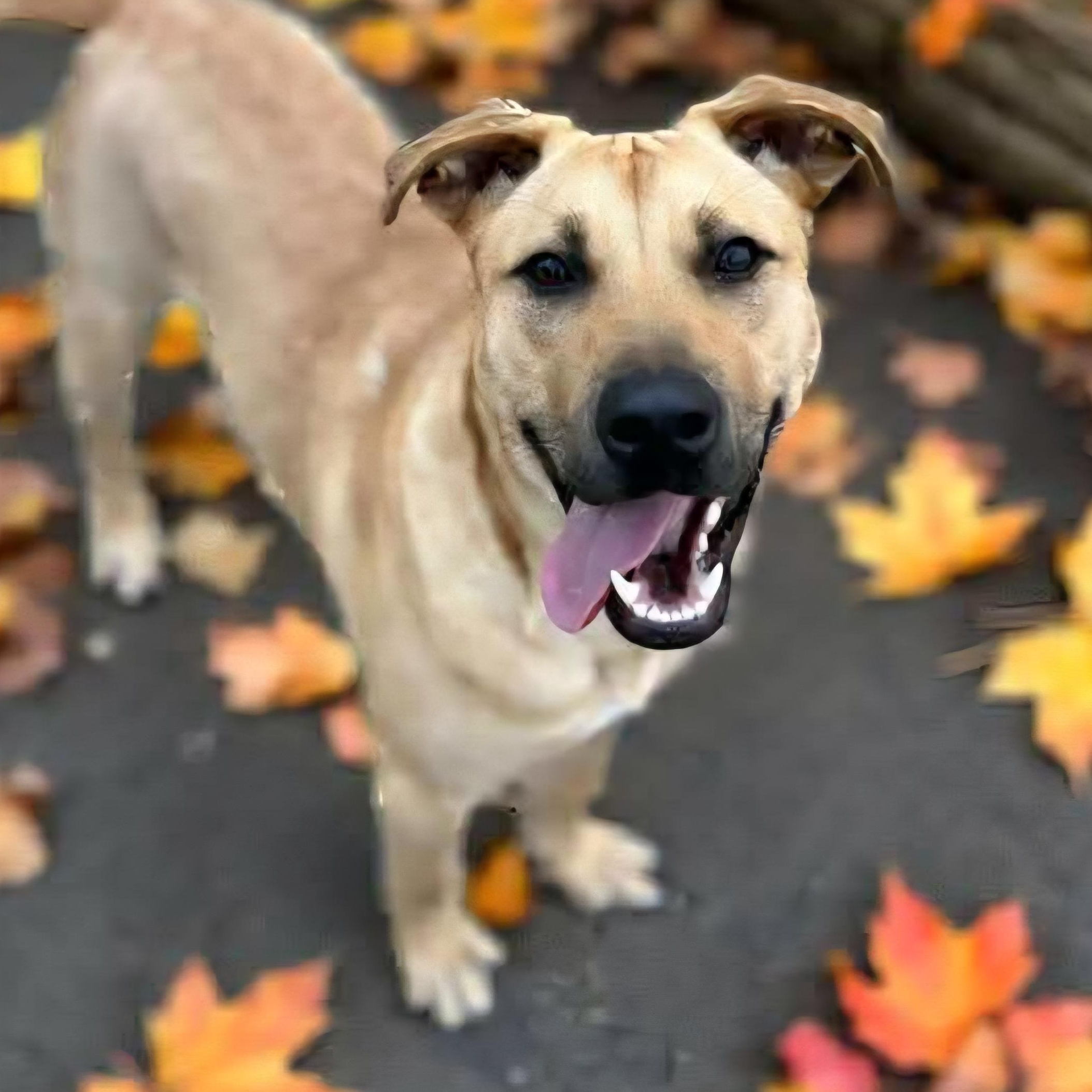 Van the Man!, Adoptable, Young Male Black Mouth Cur & Labrador Retriever.