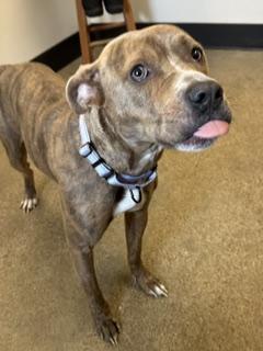 Enlarge Melba, an adopted mixed breed in Cleveland, OH image 4/4