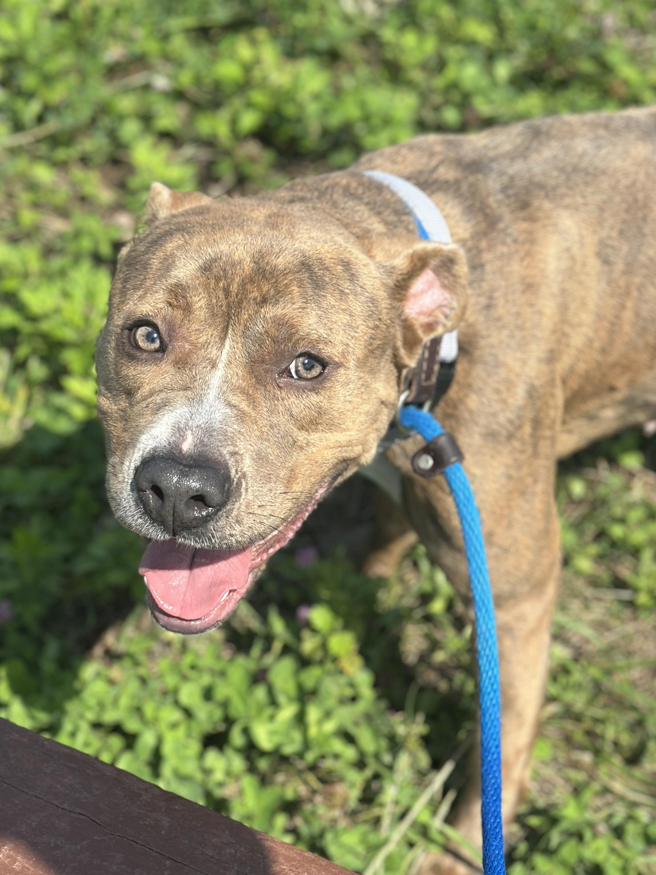 Enlarge Melba, an adopted mixed breed in Cleveland, OH image 2/4