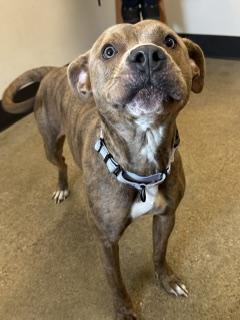 Enlarge Melba, an adopted mixed breed in Cleveland, OH image 3/4
